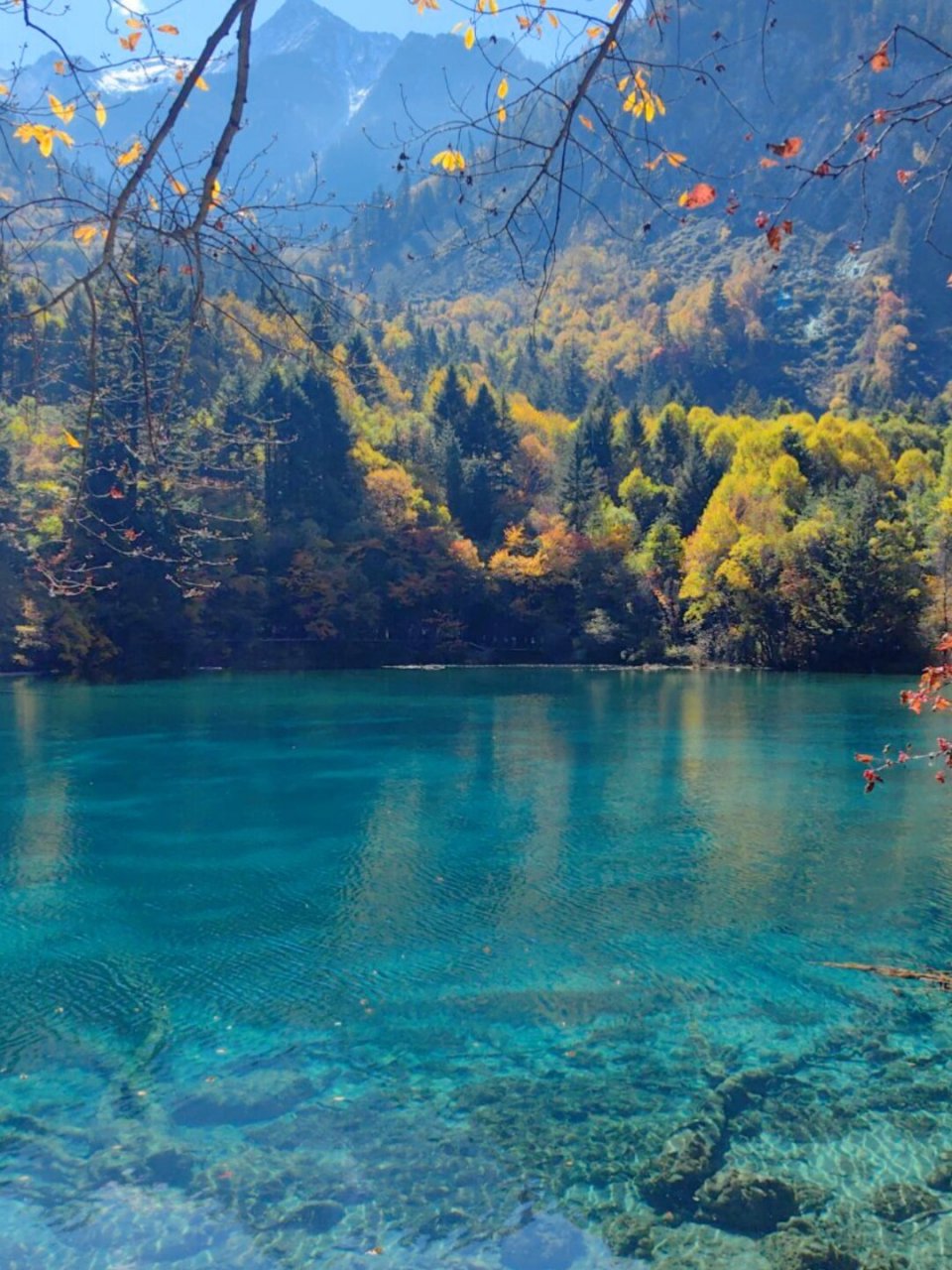 4天3晚旅行攻略收藏起来 说到秋景好,那就不得不提到九寨沟啦~94