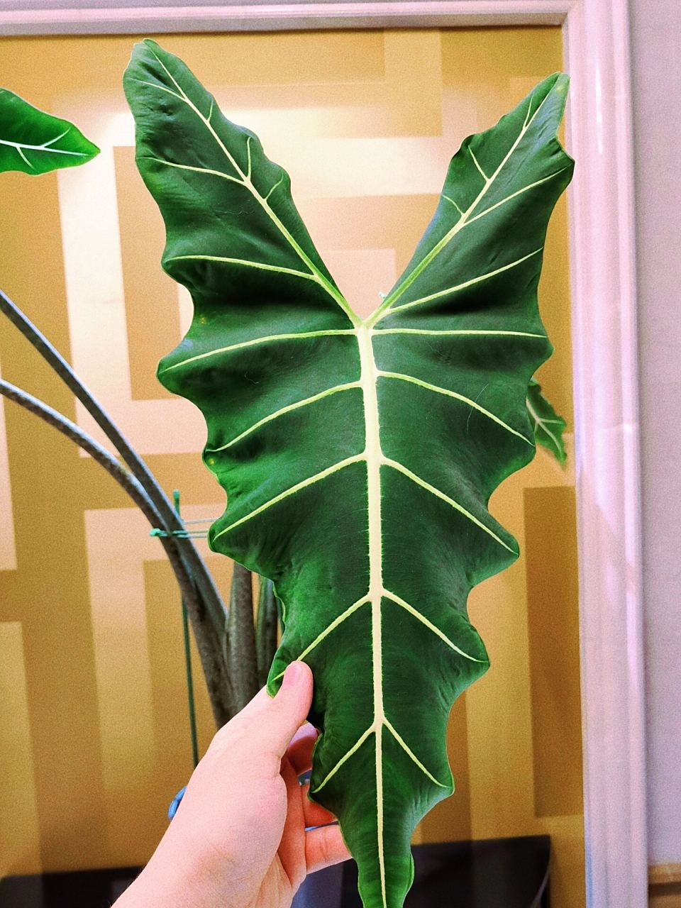 人手一颗热植推荐2|浪子-萨利安海芋 爱:萨利安海芋是斑马海芋和绿