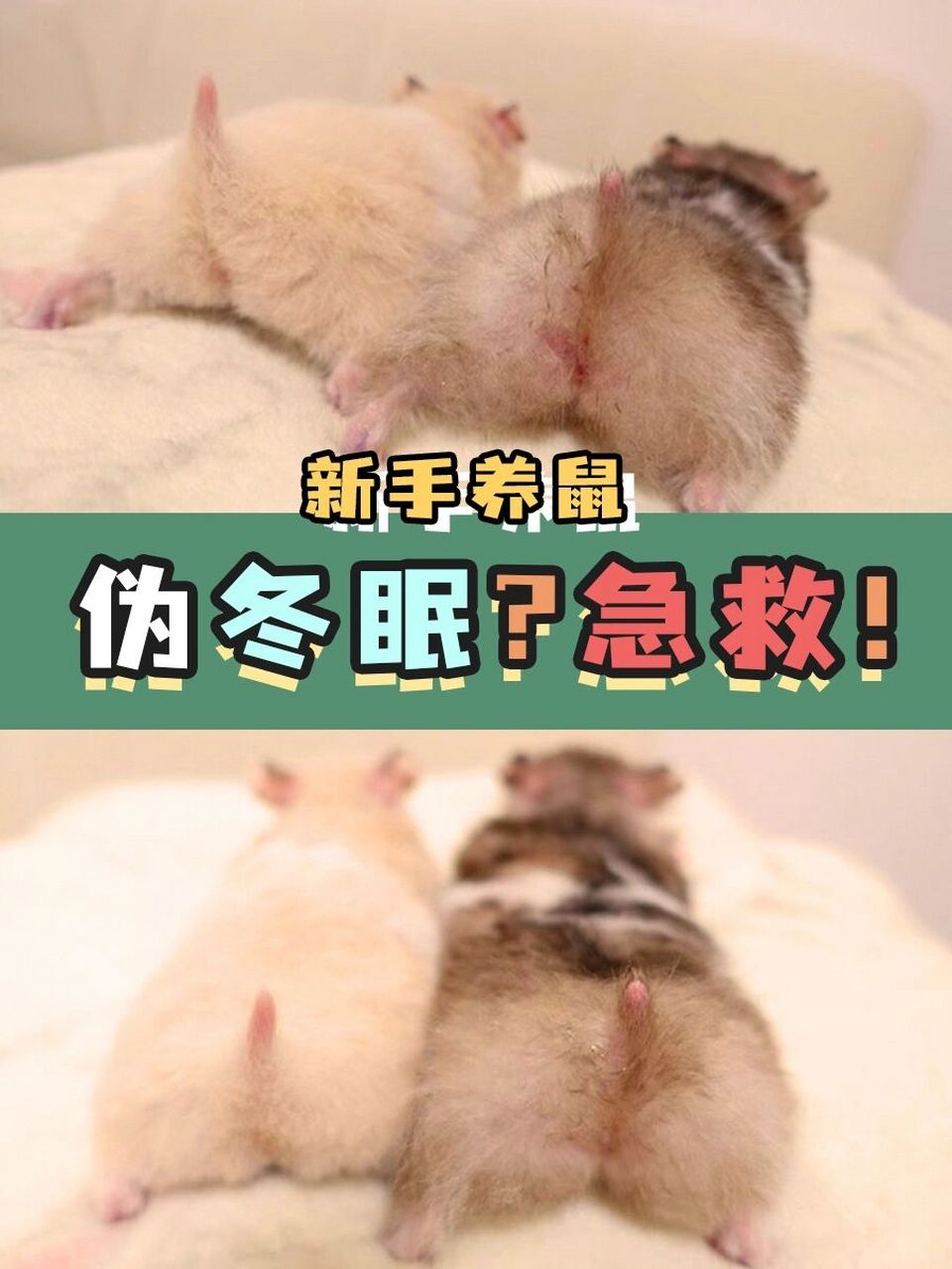 天气降温了,野生仓鼠也开始进入冬眠,而91家养的仓鼠经过长时间