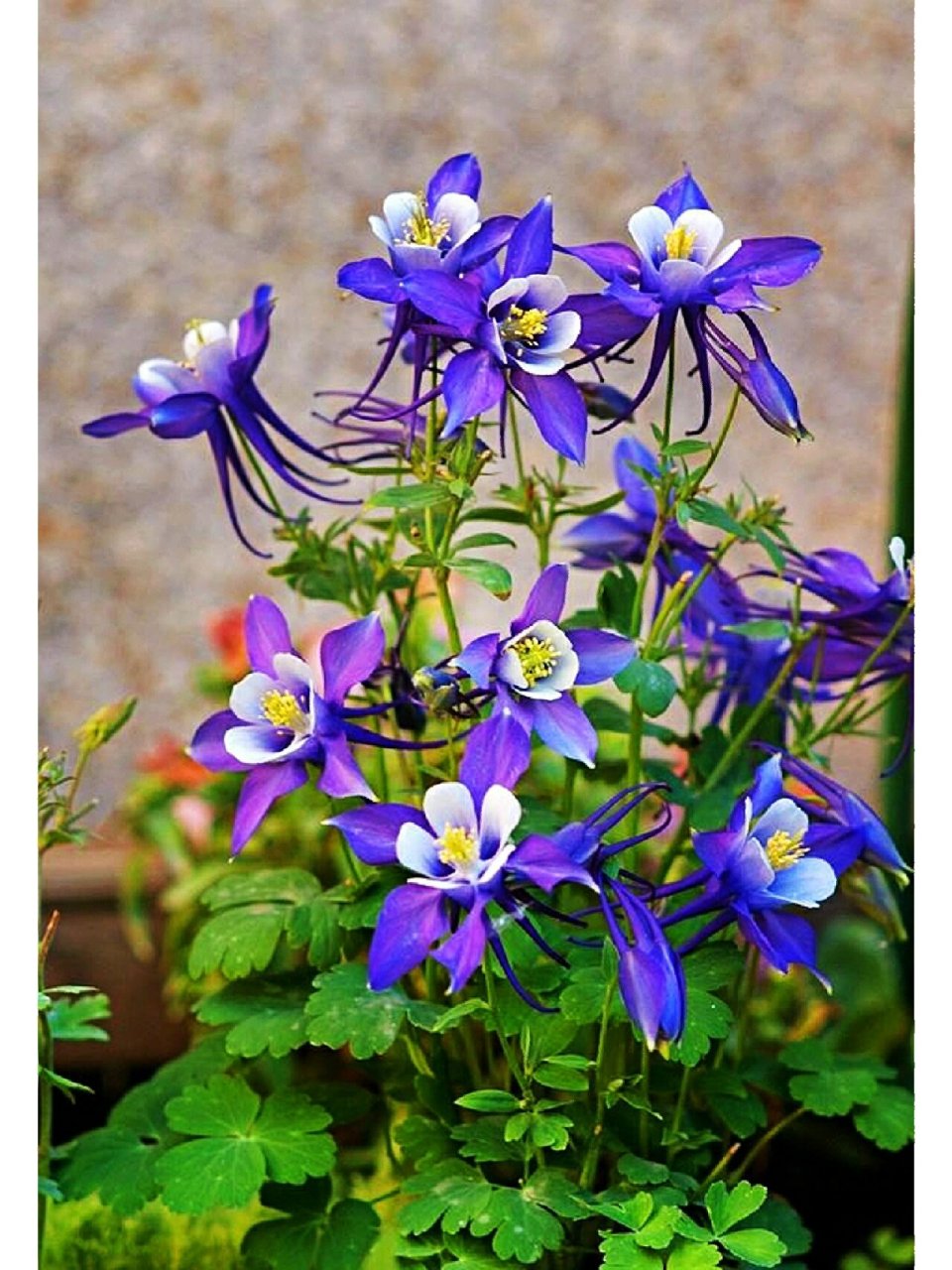 大花耧斗菜还有一个名字叫猫爪花,它的花语为胜利,寓意是志在必得一定