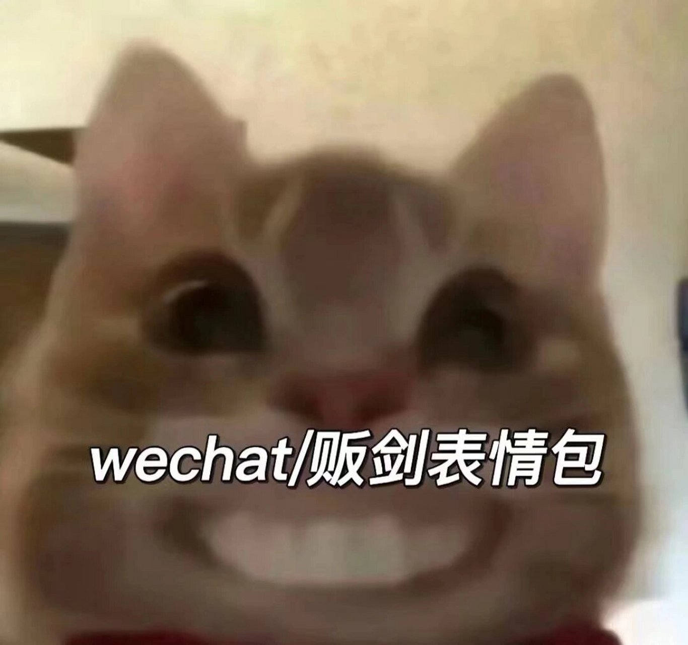 沙雕猫咪表情包 魔性图片