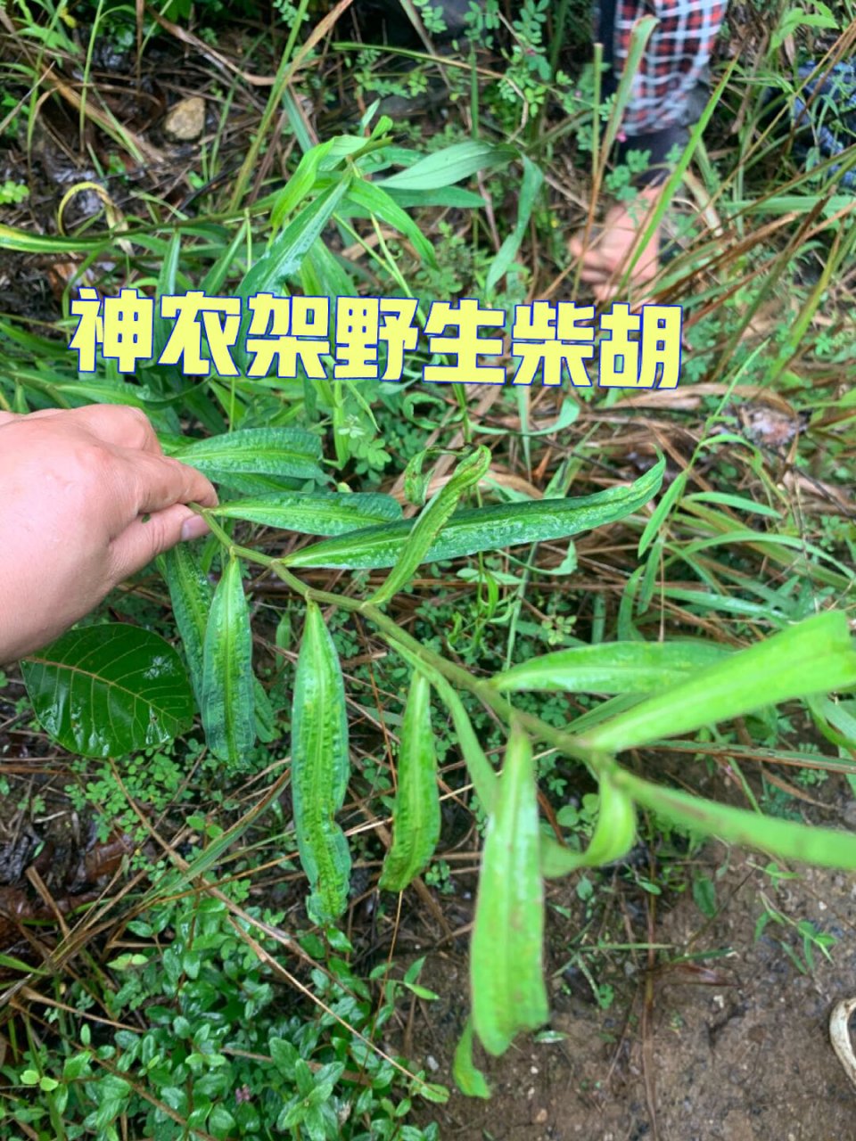 山里的草本植物,野生小柴胡   神农架野生小柴胡 高山野生北柴胡,我们