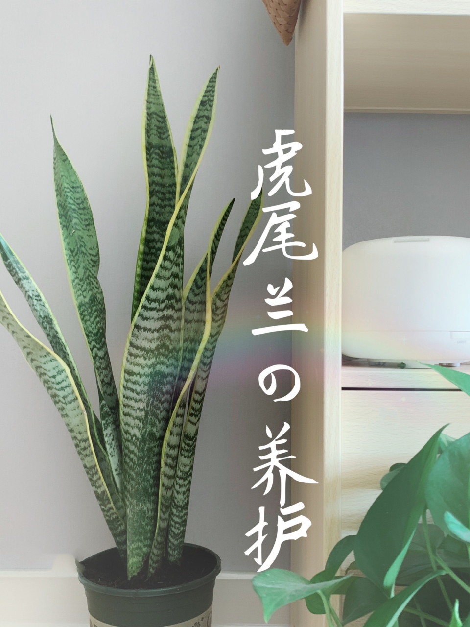 如何养好虎尾兰(虎皮兰)/耐阴卧室绿植 虎尾兰,也称虎皮兰,办公场所和