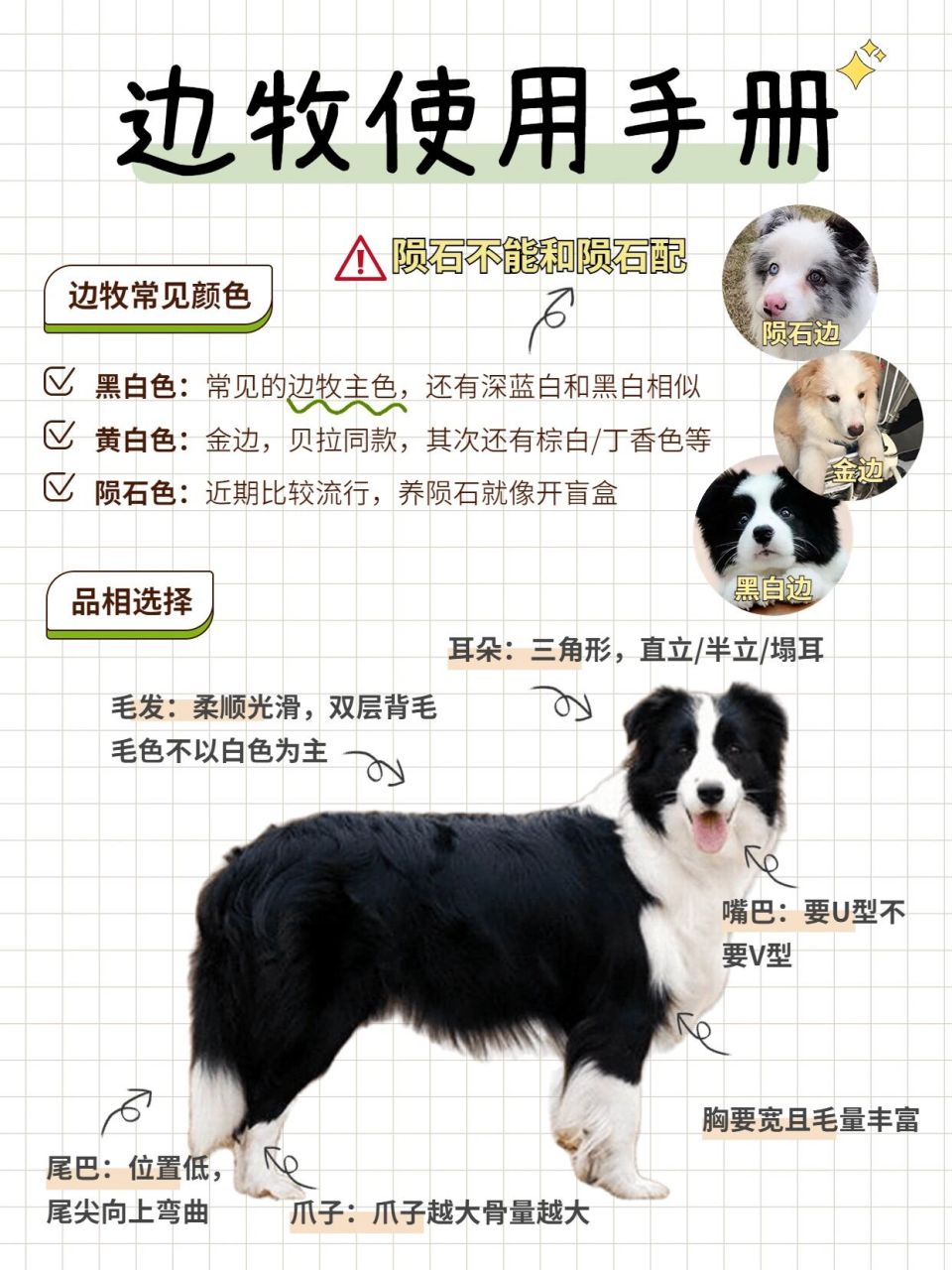 边牧喂养攻略|新手养狗看这篇 73边牧怎么挑选 11566超头宽且