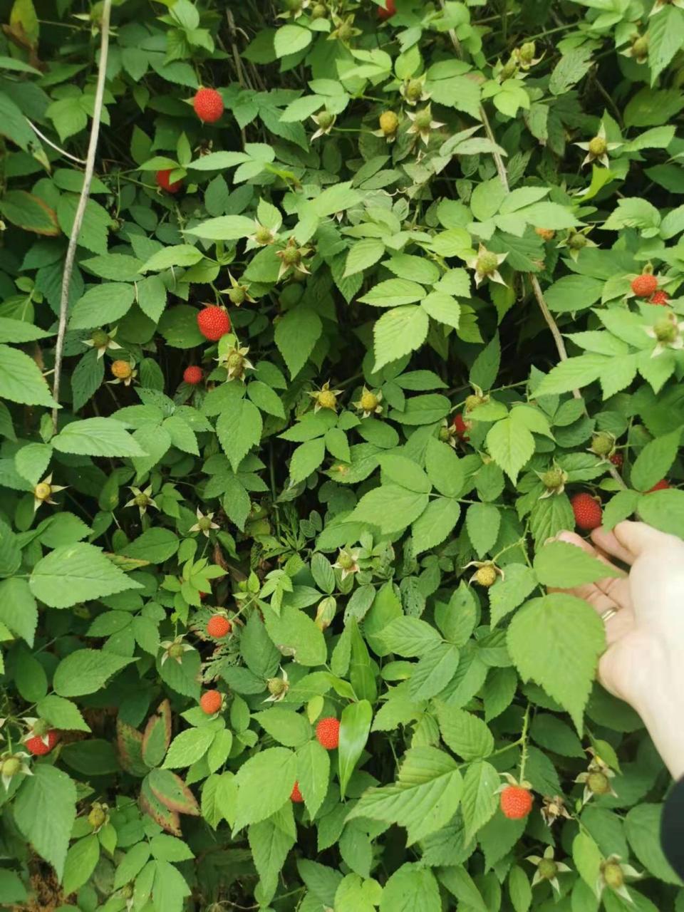 这几天在山上发现了许多的红果子,问了大人才知道这东西叫树莓是可以