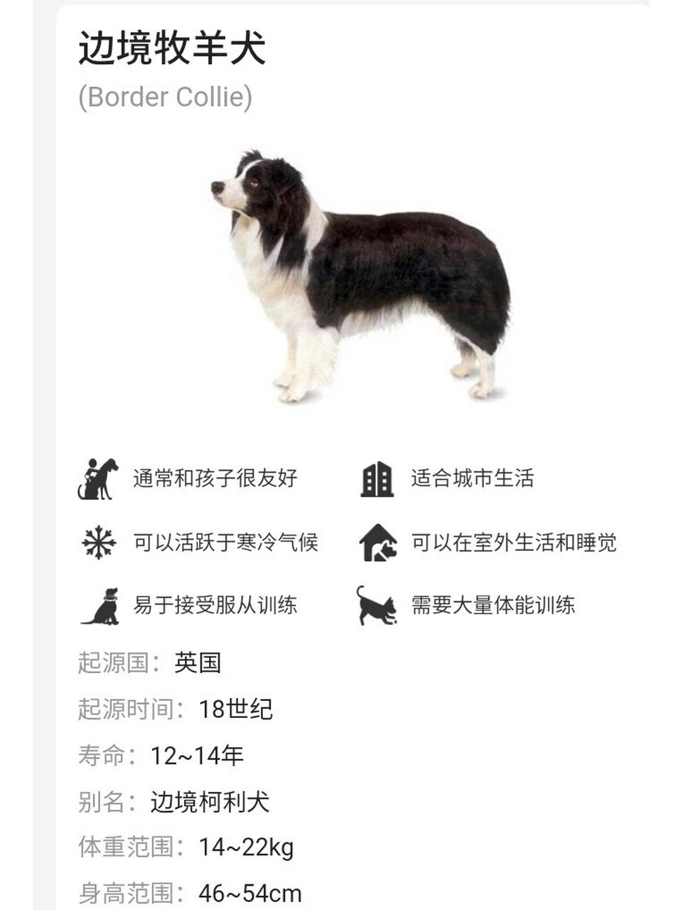 柯利牧羊犬价格图片