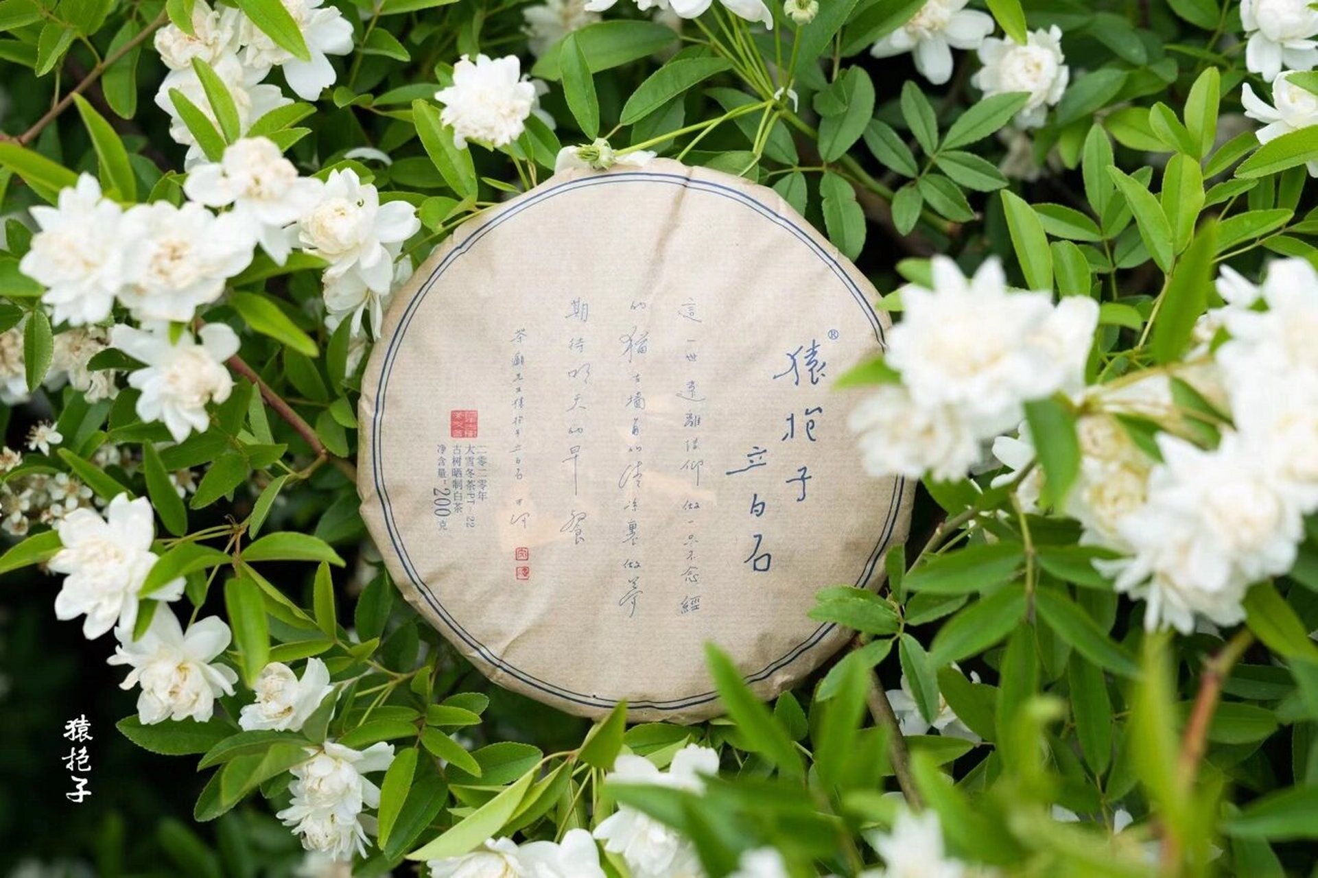 猿抱子03古树白茶 自然晒干的古树白茶 微风走水带来荼蘼花香和淡淡