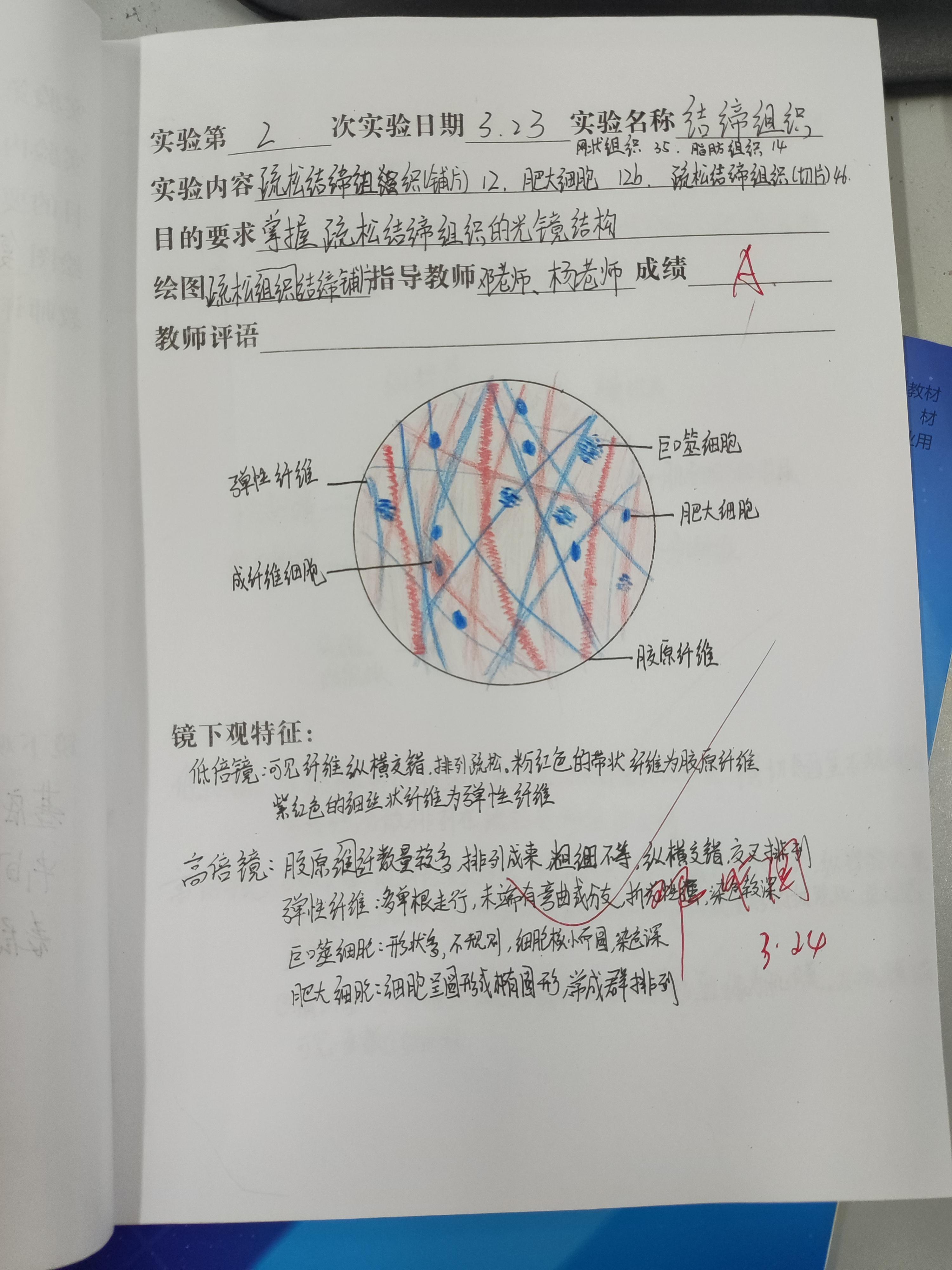 骨骼肌实验报告手绘图图片