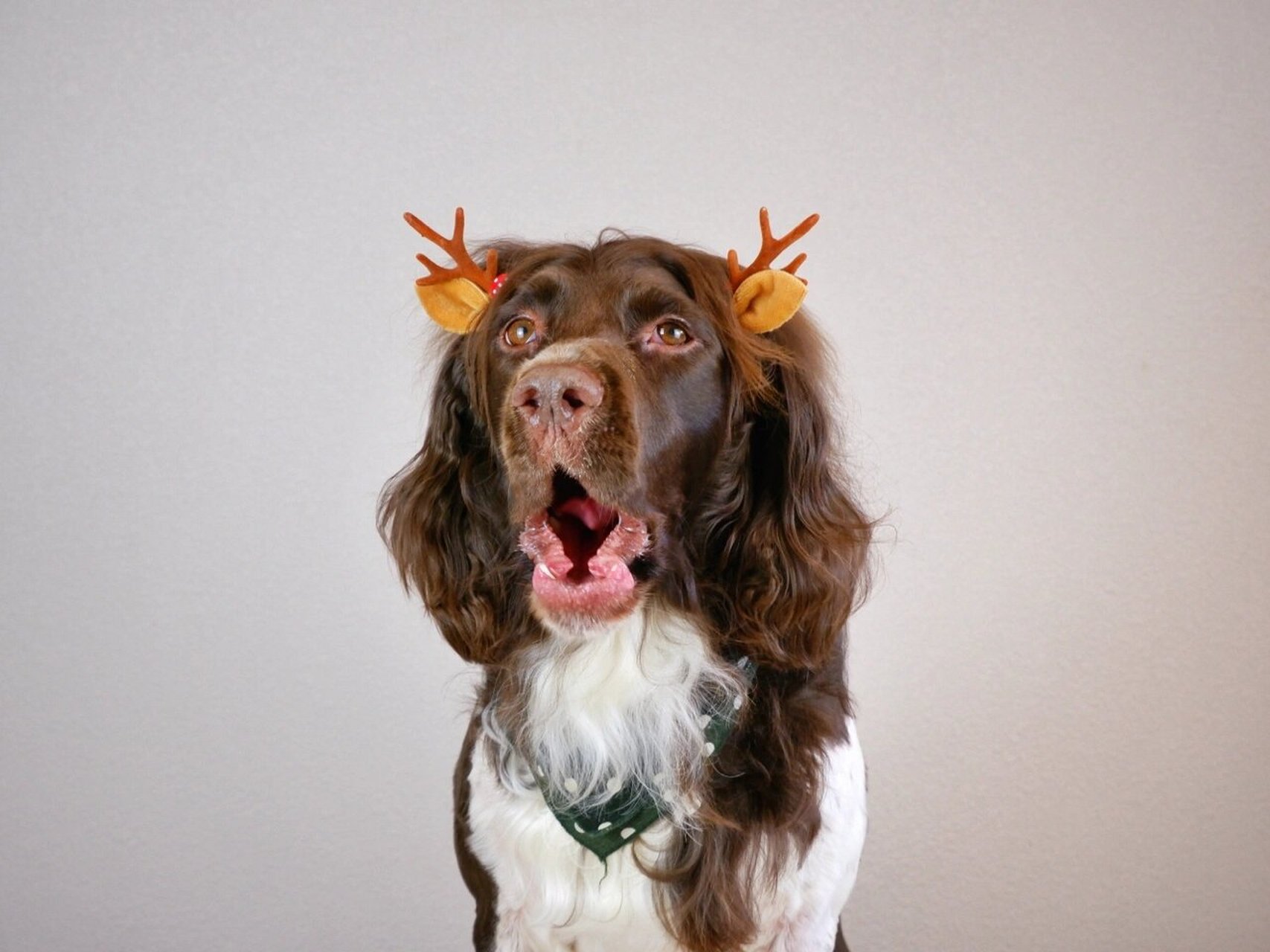 缉毒犬搜救犬-英国史宾格猎犬 大耳朵 长头发 中型犬 智商高 很友好