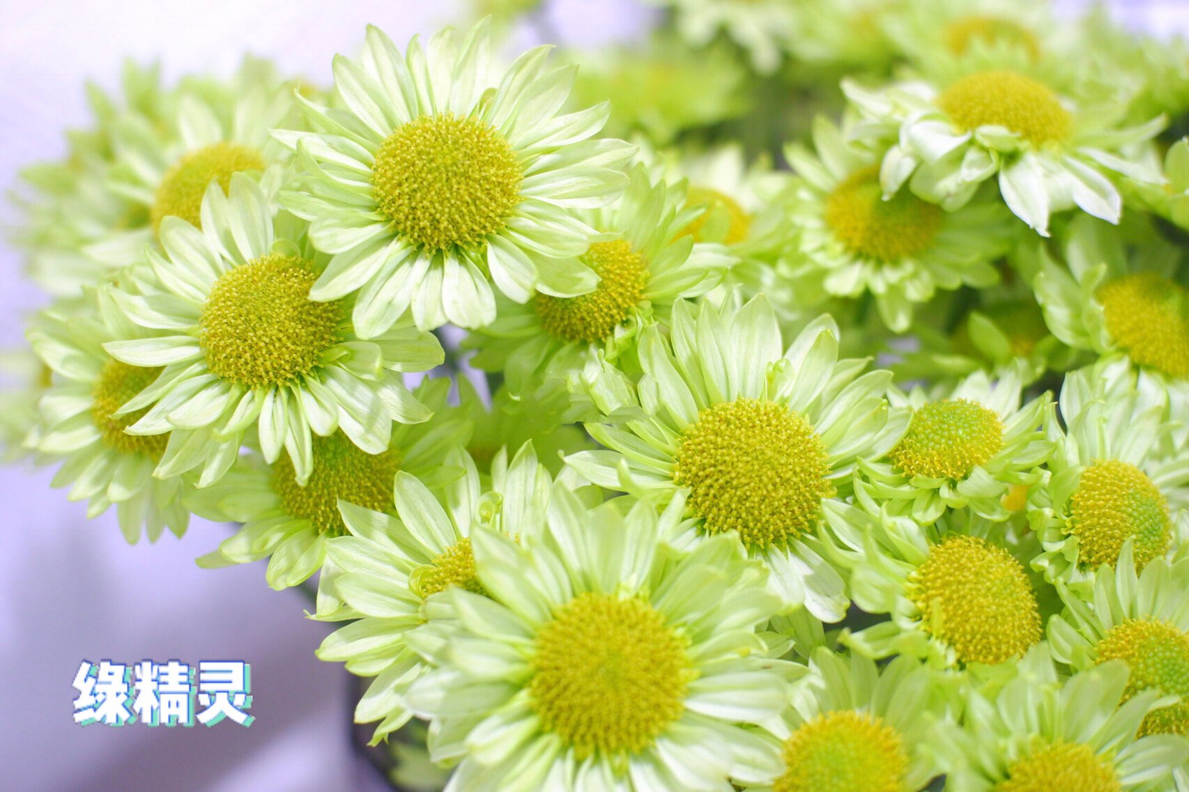 三款绿色网红小菊:抹茶绿精灵绿蜥蜴的区别 抹茶:花瓣较圆,颜色比较白