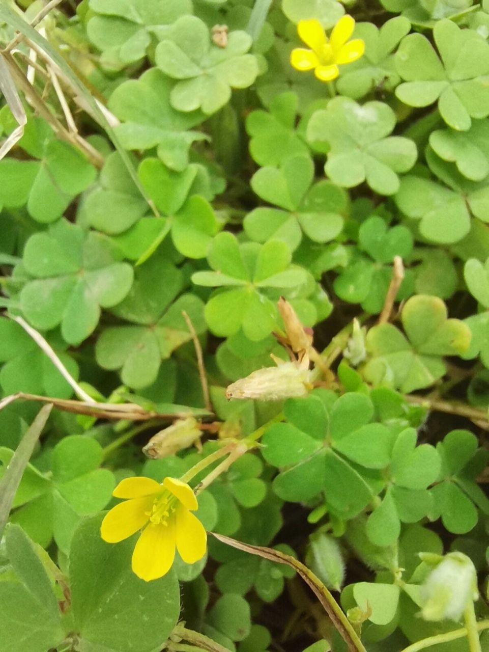 田野科普:这是酸酸草,很好吃!