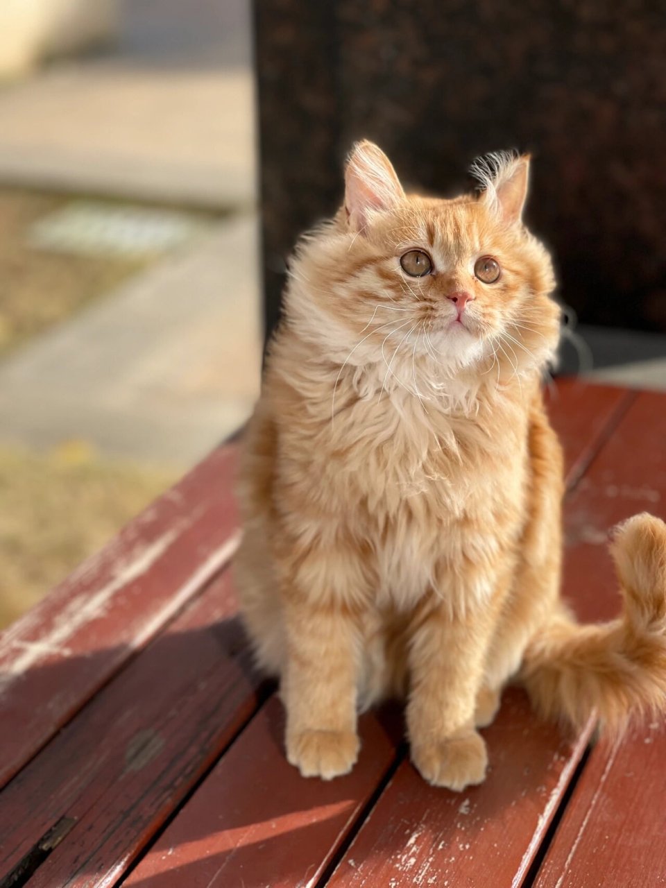 临清狮子猫橘色图片