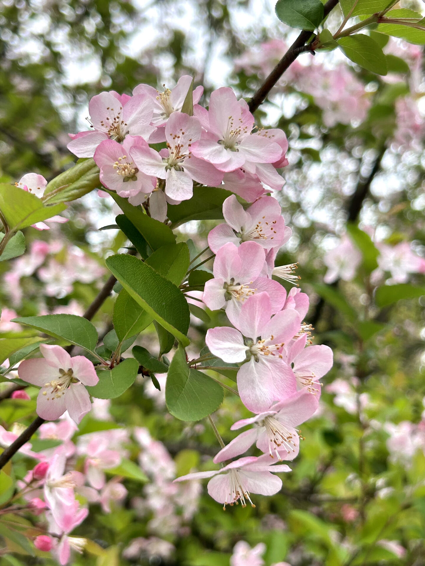 垂丝海棠  这么漂亮的花必须分享