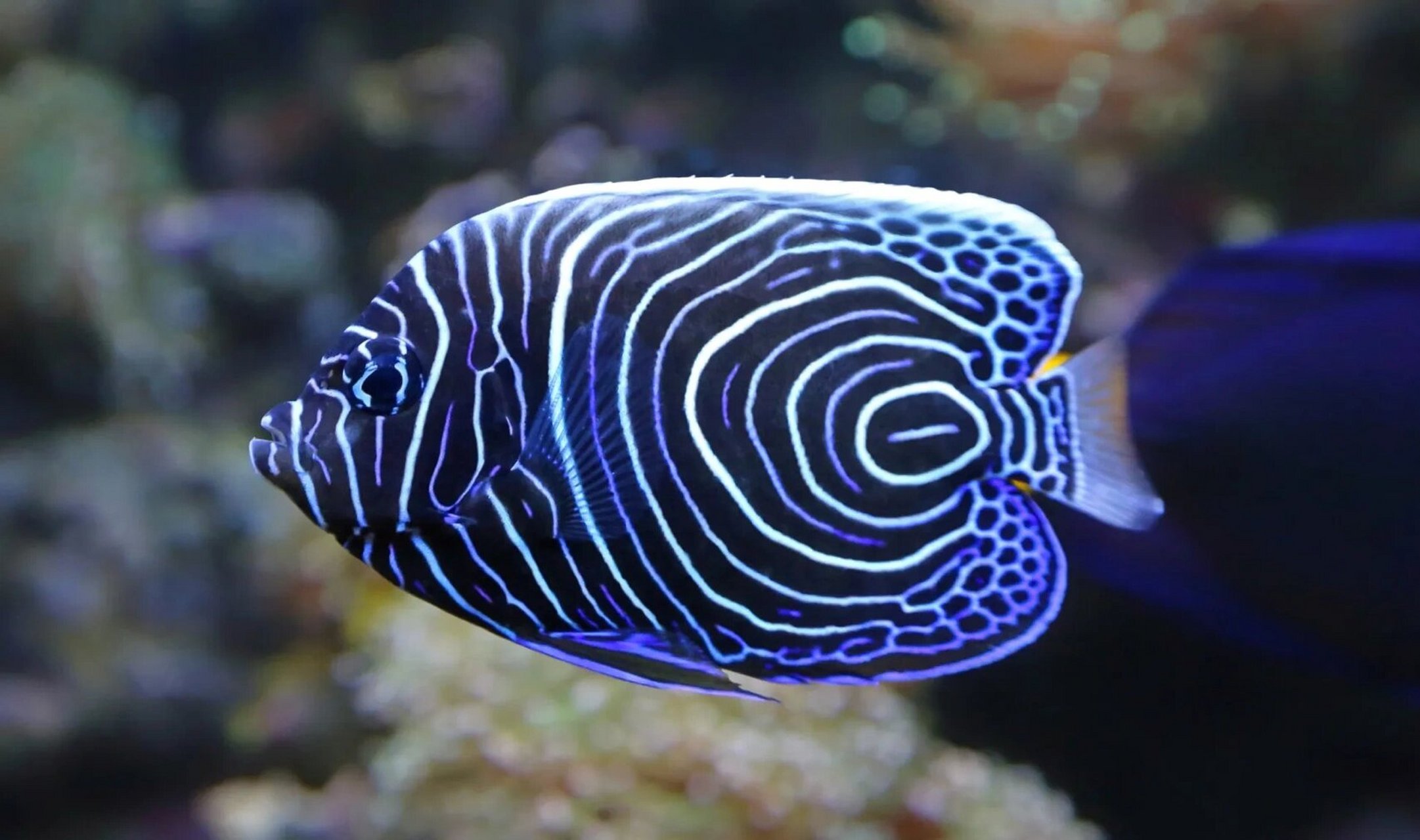 帝王天使鱼 98 fantasea·奇妙海洋 	 56.