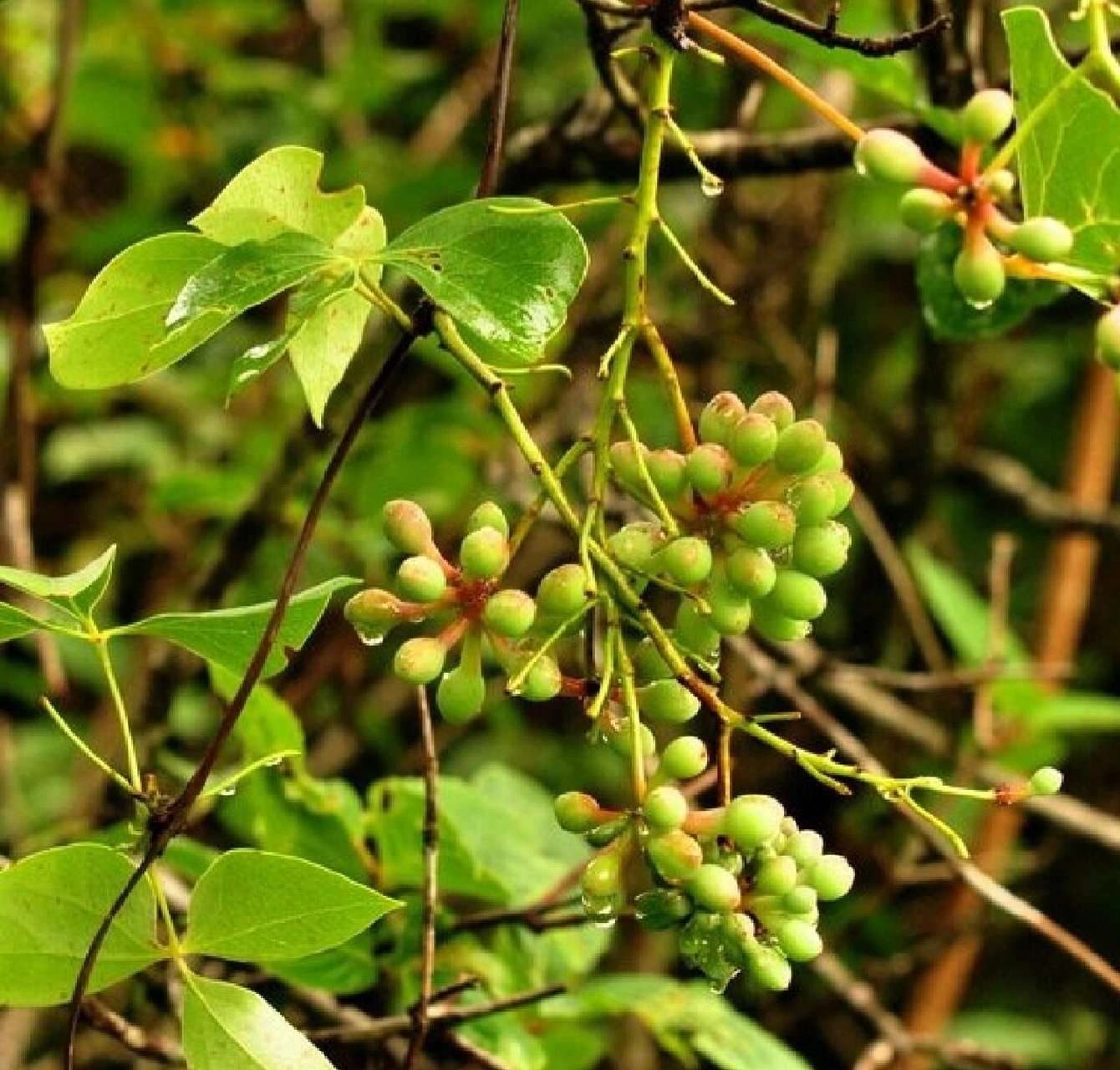 记录认识的中药材 69 | 大血藤 99药材名: 大血藤(大血藤科) 99