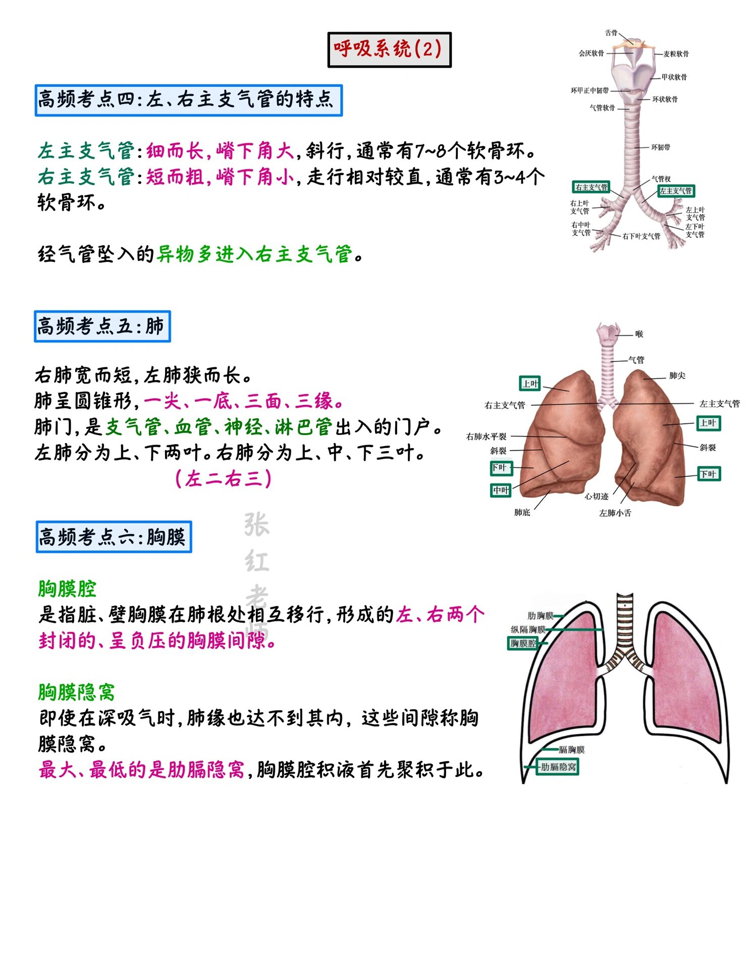 解剖学:呼吸系统