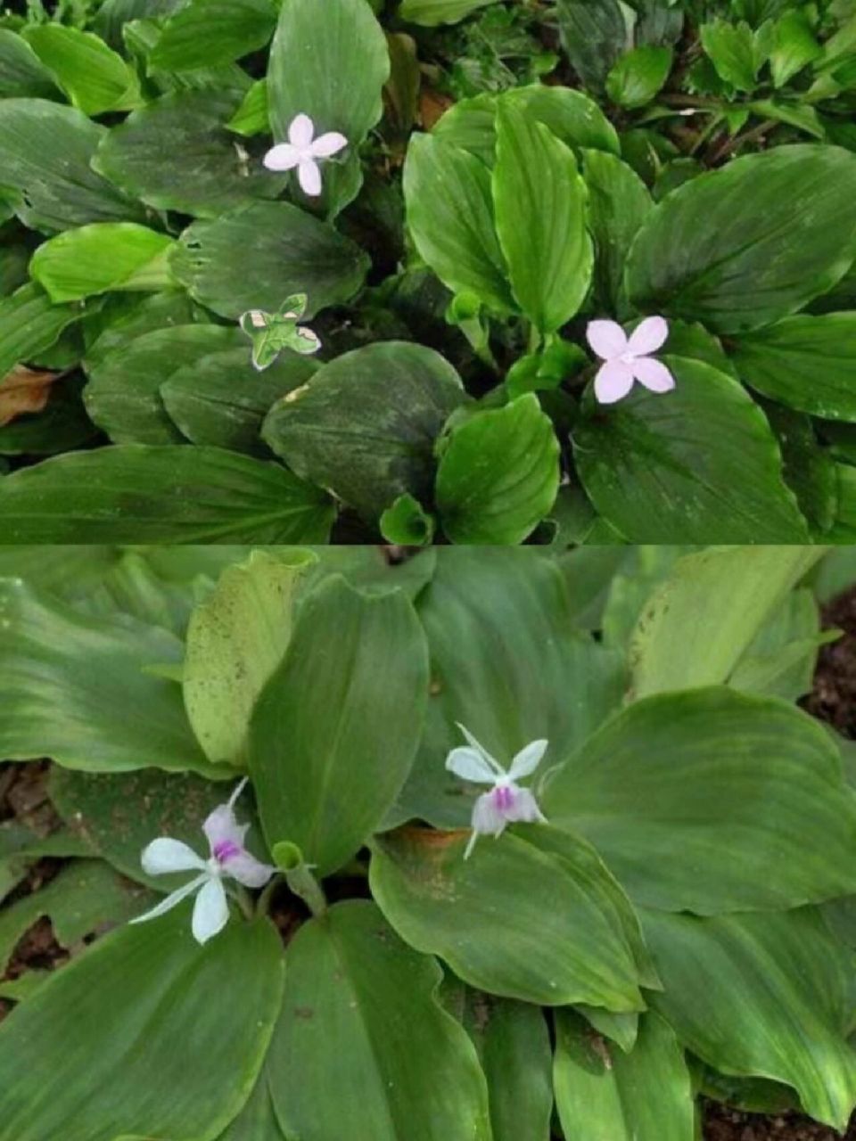 每天认识一种中草药【山柰】97 98别名:三奈子,三赖,三藾,沙姜,三