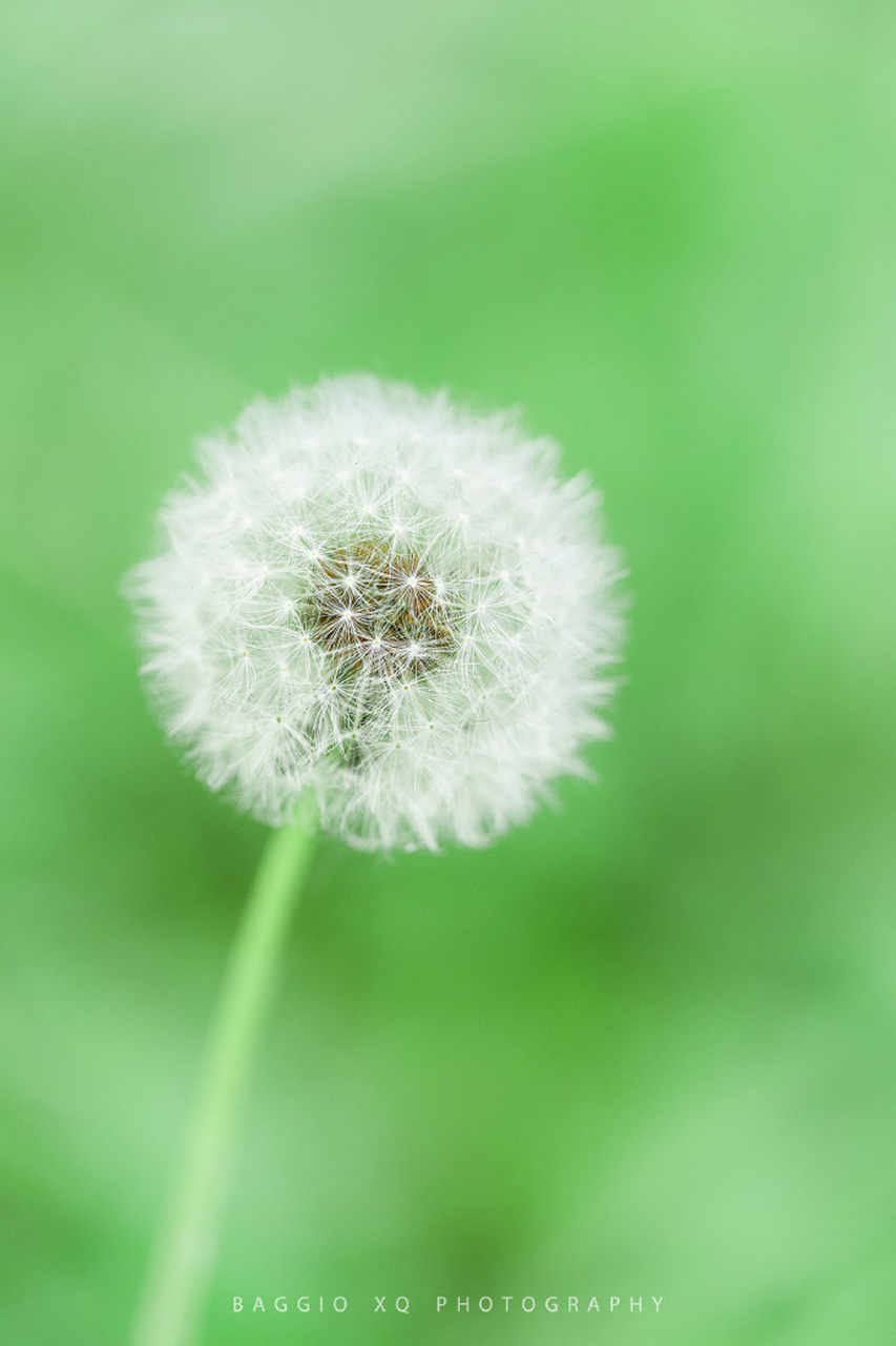 初夏的武汉,阳光炽热,绿色植物生机勃勃,绿意盎然.