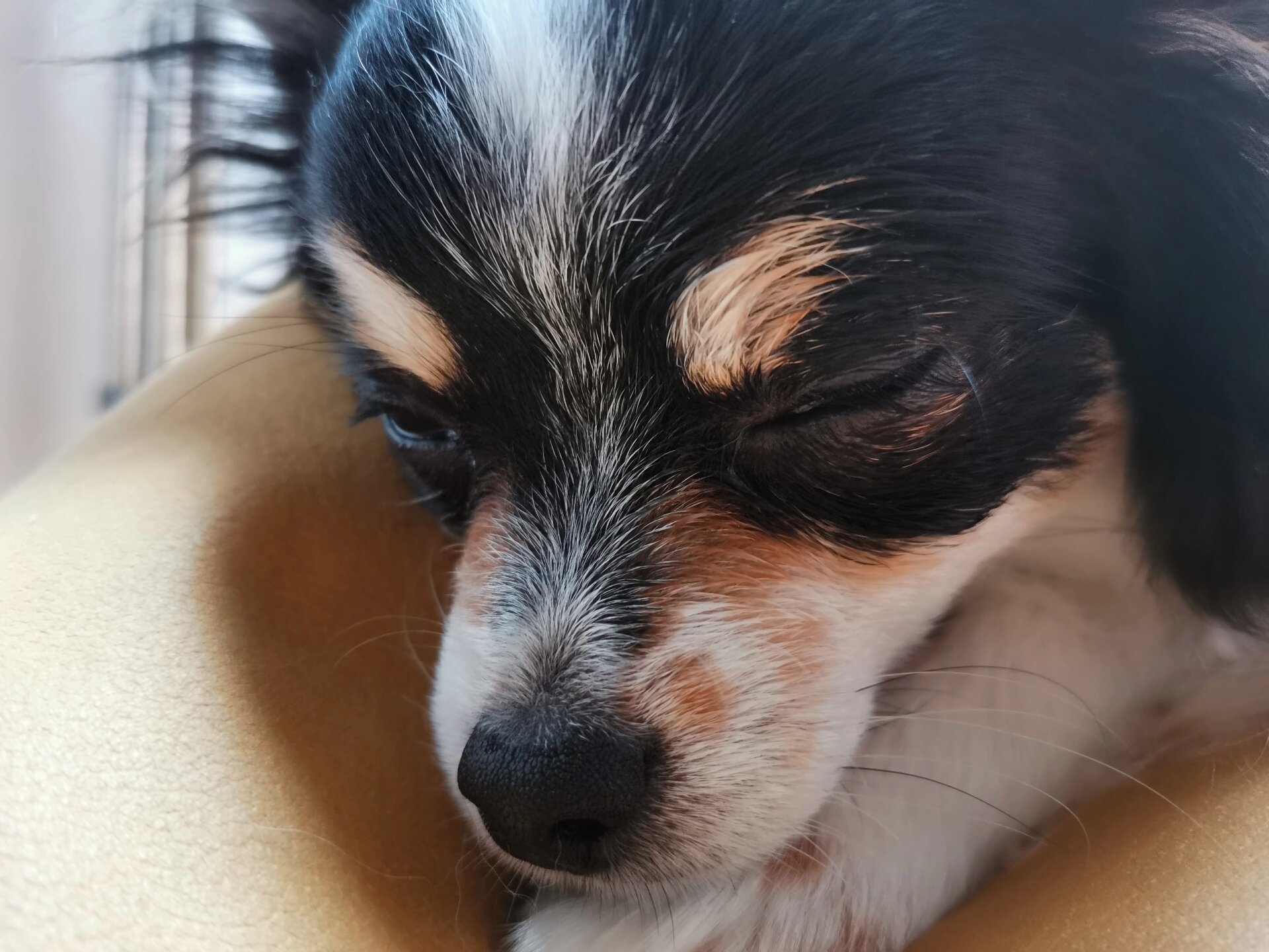 狗狗眯眯眼,不可忽视