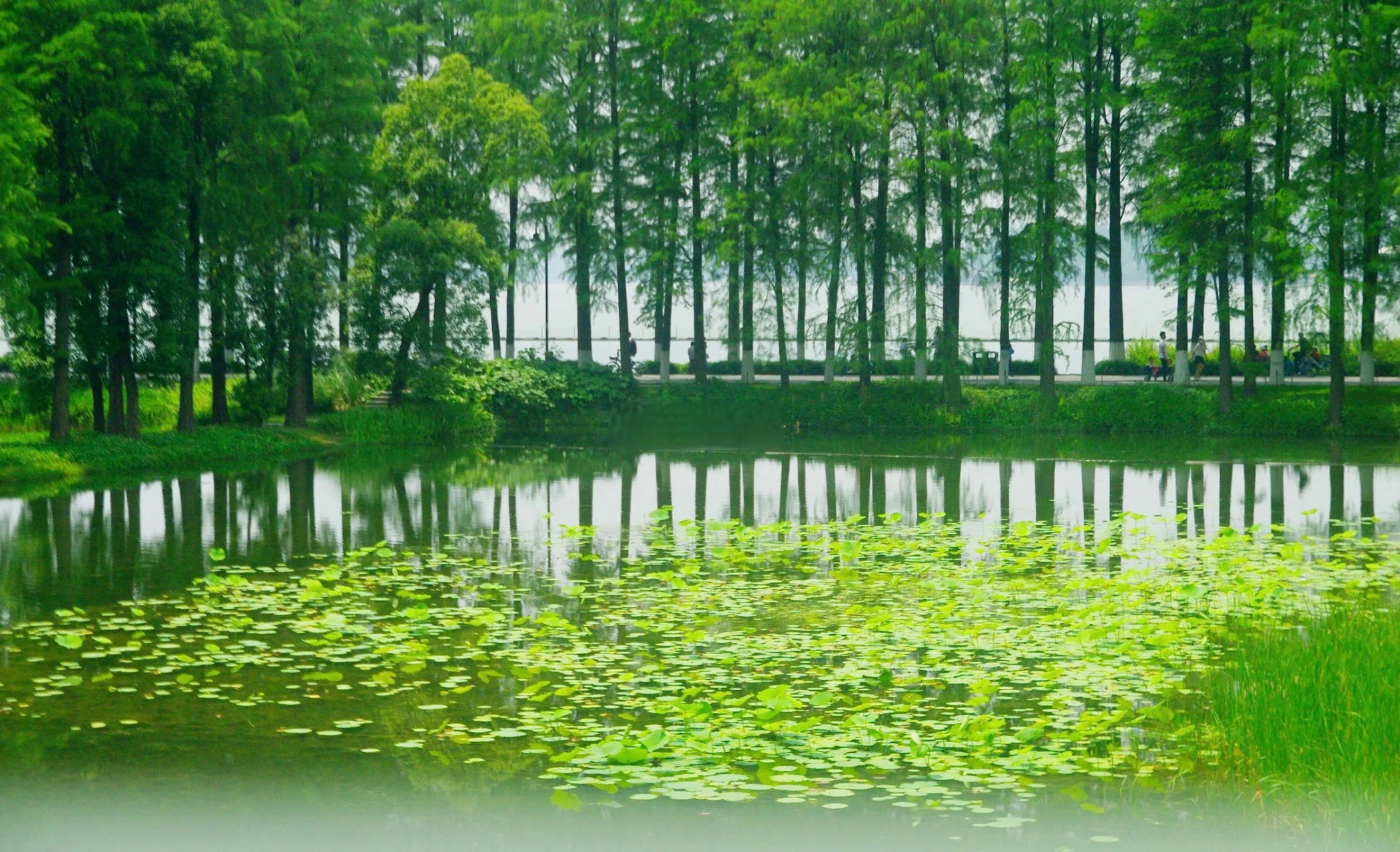 武汉东湖夏天的样子  #武汉夏天的样子#(via秦义 )