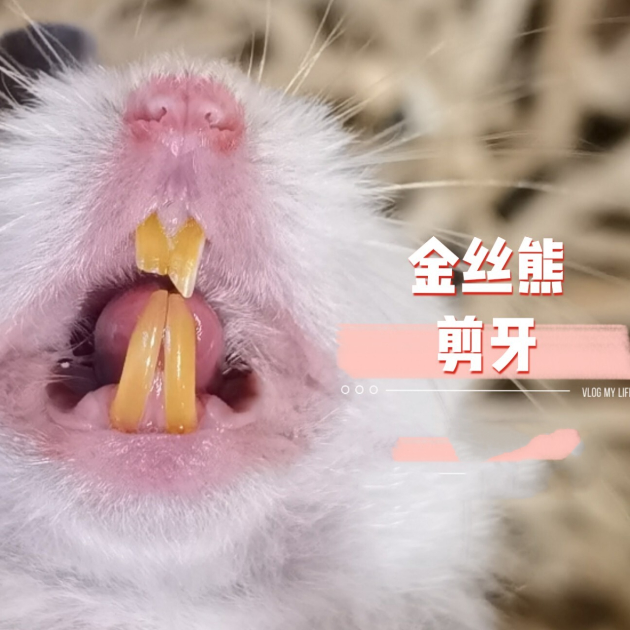 科了个普,金丝熊"剪牙" 小黑手需谨慎!