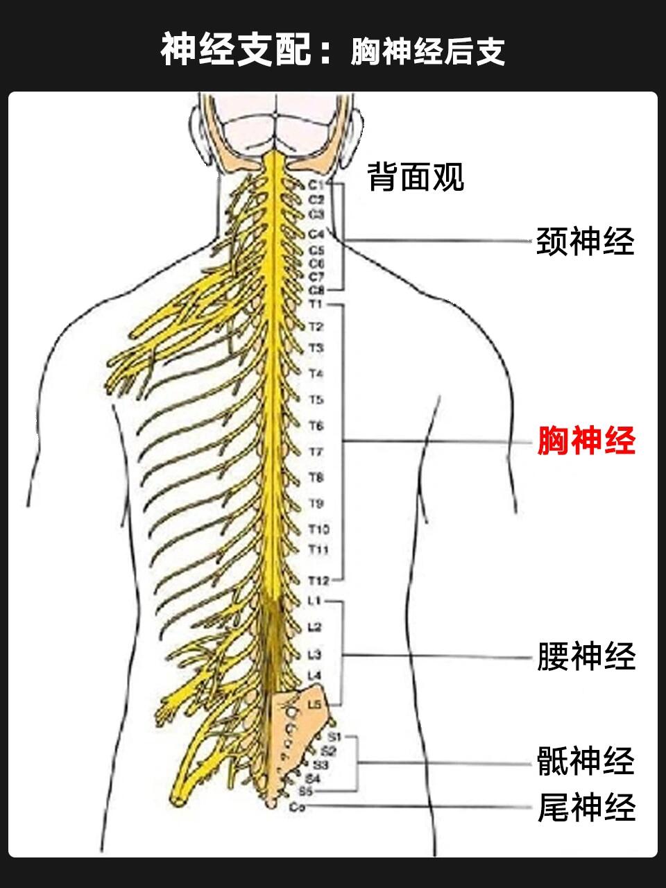 筋骨位置图片