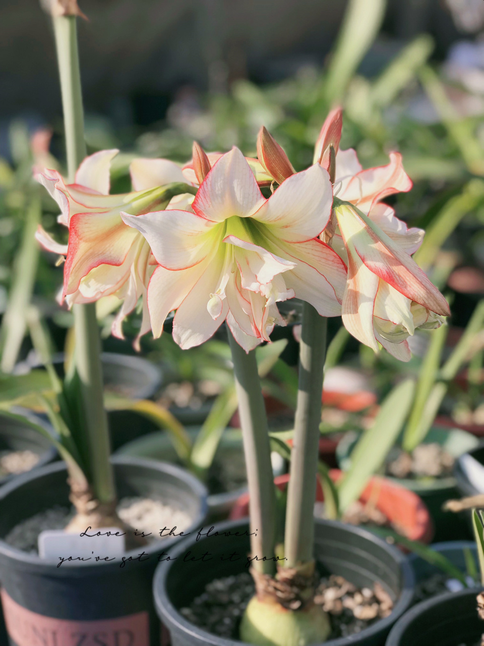 朱顶红-滑稽演员 今天开得还不错,表扬