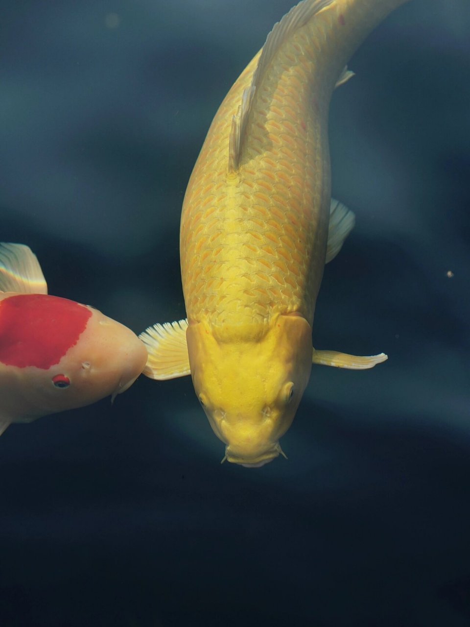 锦鲤大金小胡子也很可爱959595