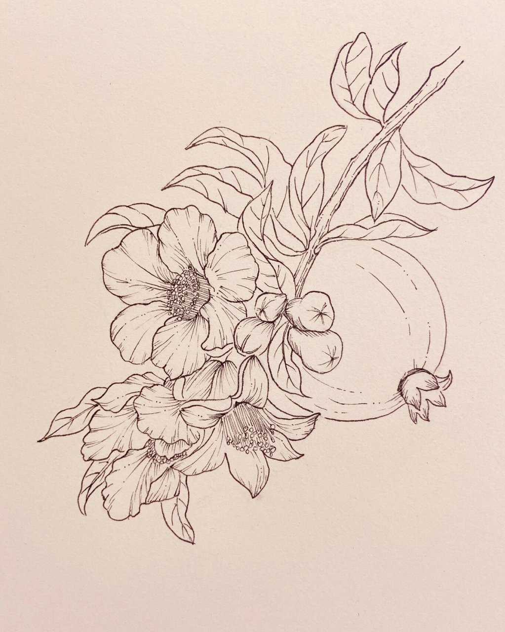 线描——石榴与石榴花 吃石榴的季节到啦,一起画石榴吧 	 用的是针管