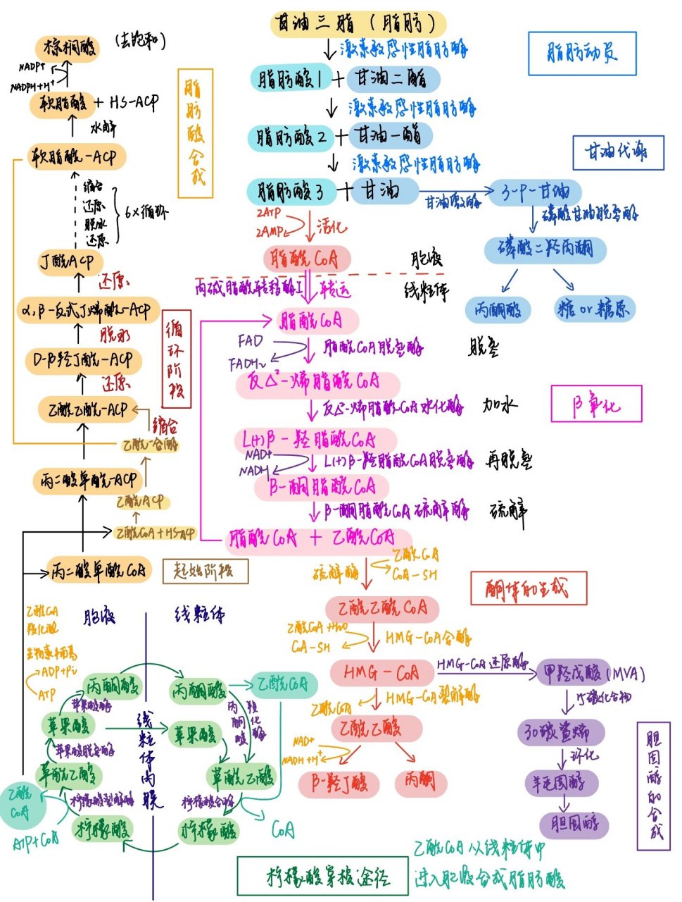 脂质代谢图流程图图片