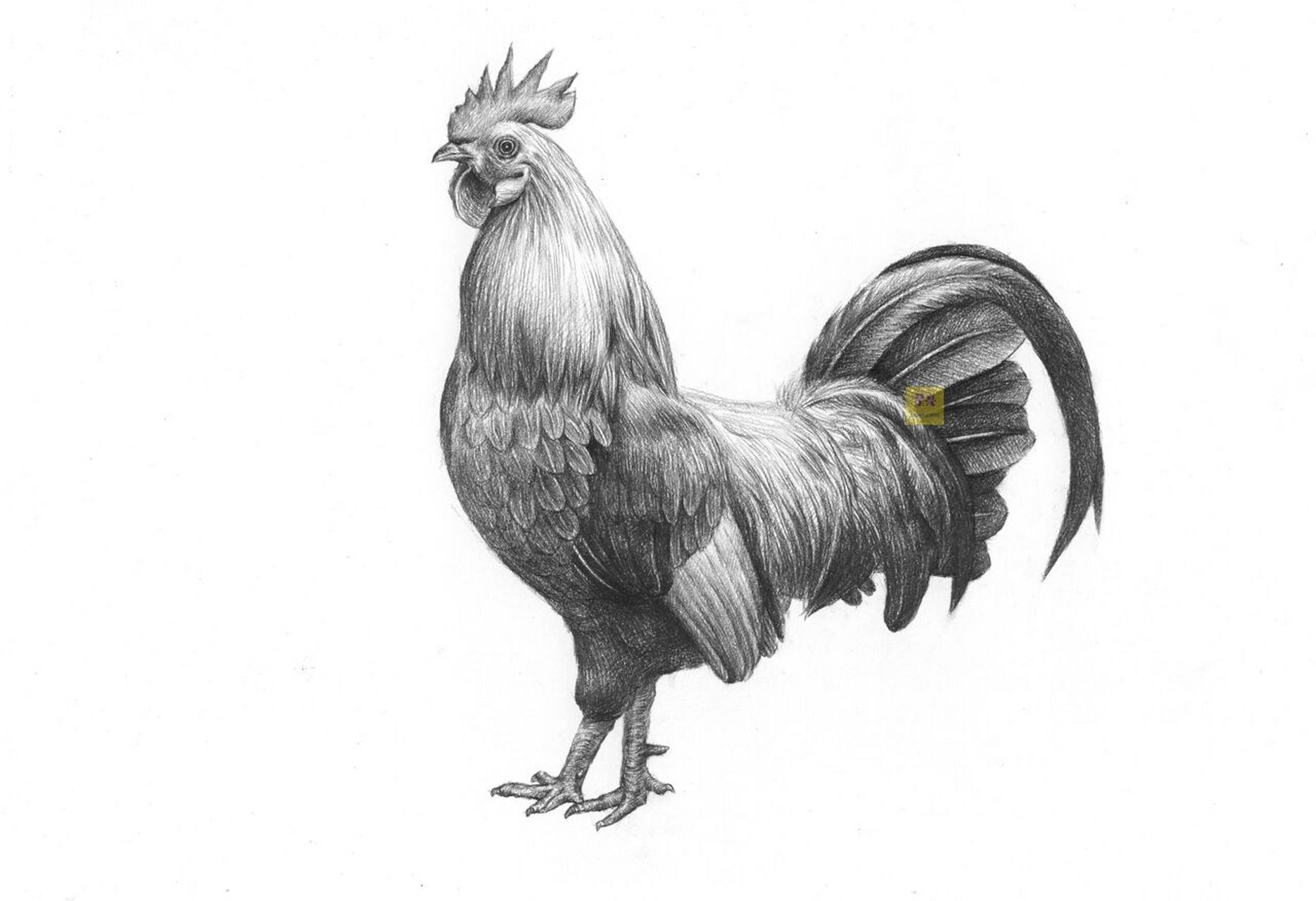 素描动物公鸡绘画步骤 素描动物大公鸡绘画