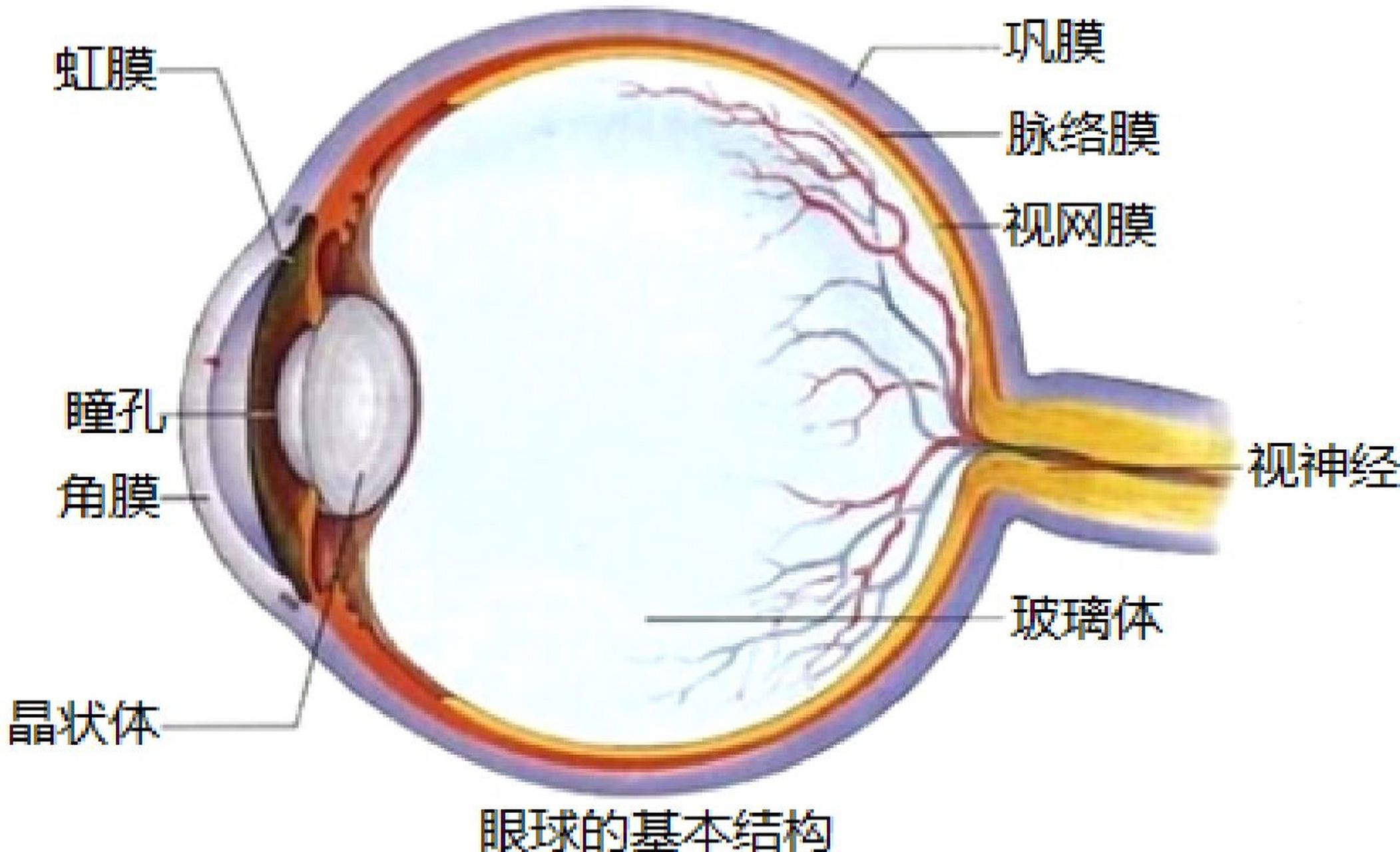 生物七年级下册眼,耳 眼和耳的难点在于记得结构比较