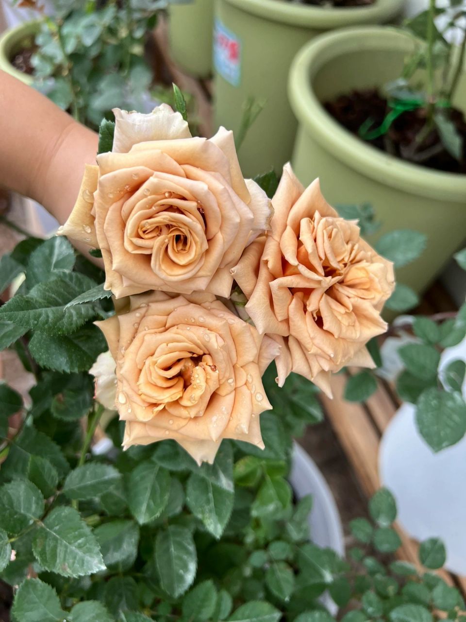 太妃糖月季 养了四五棵太妃糖,总结一下不太推荐这个品种.