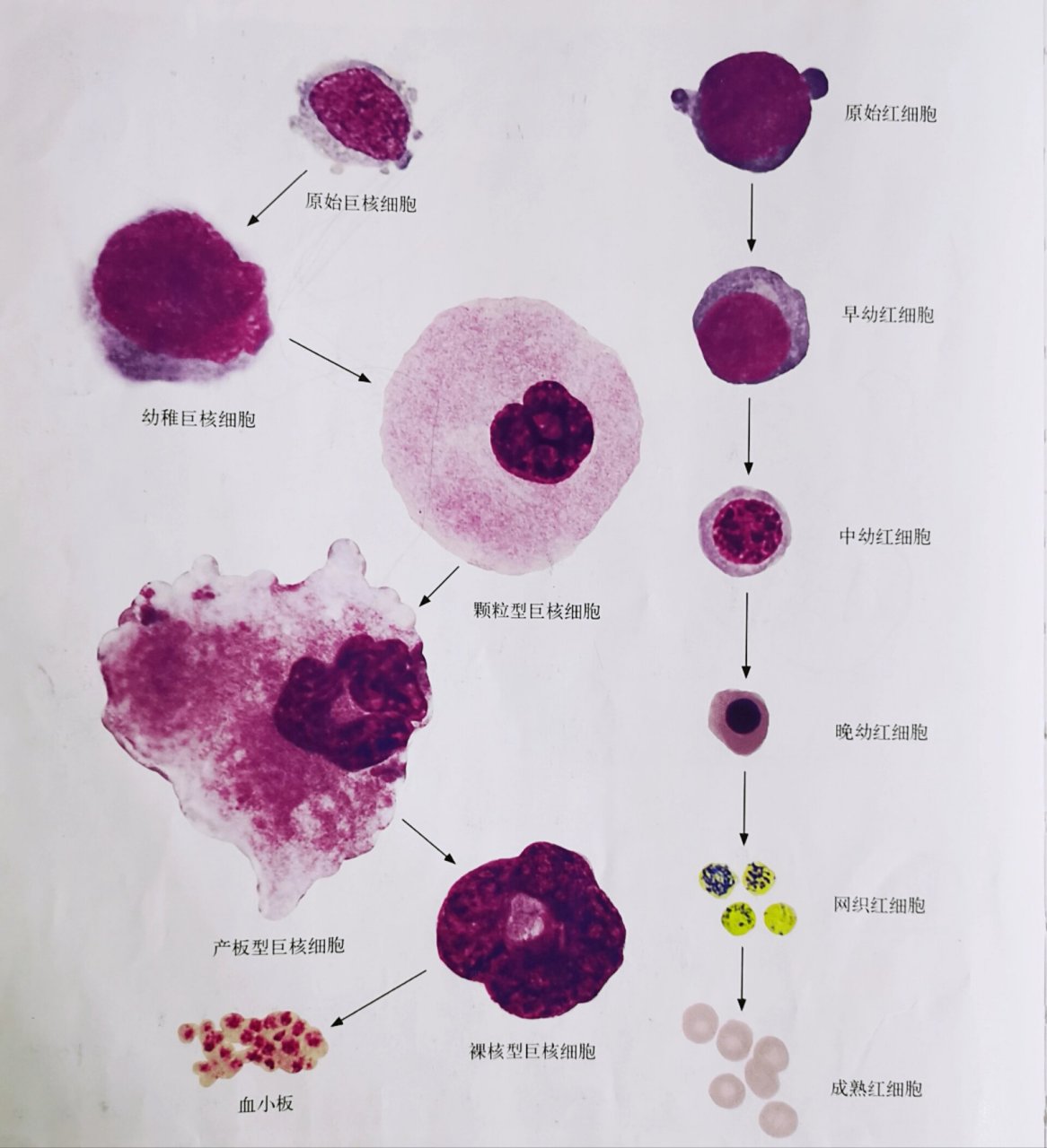 第一张图谱: 左边是巨核系各阶段细胞发育过程; 右边是红系各阶段细胞