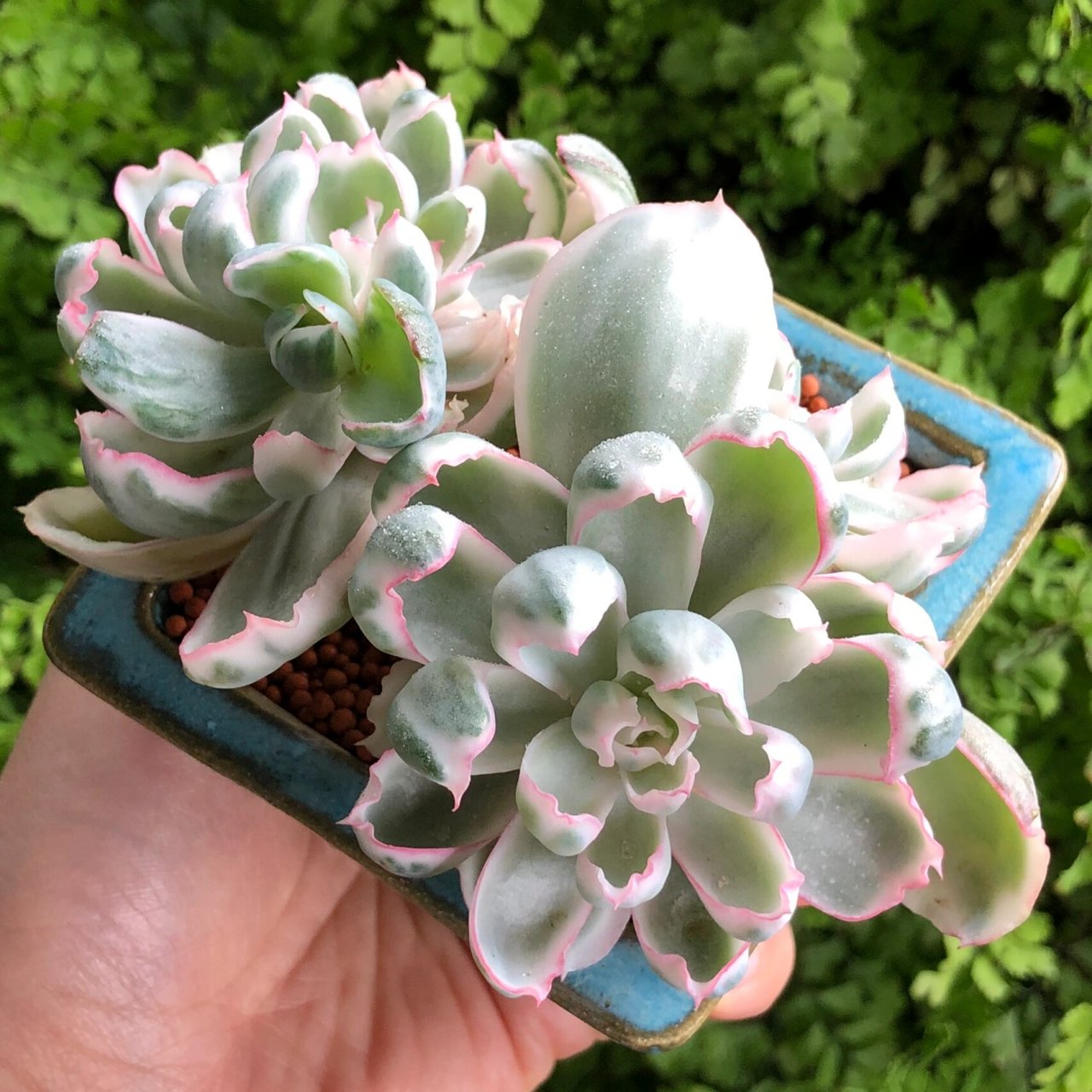 424多肉薄叶系,伯克利锦养护 薄叶系多肉储水能力相对后叶系来说肯定