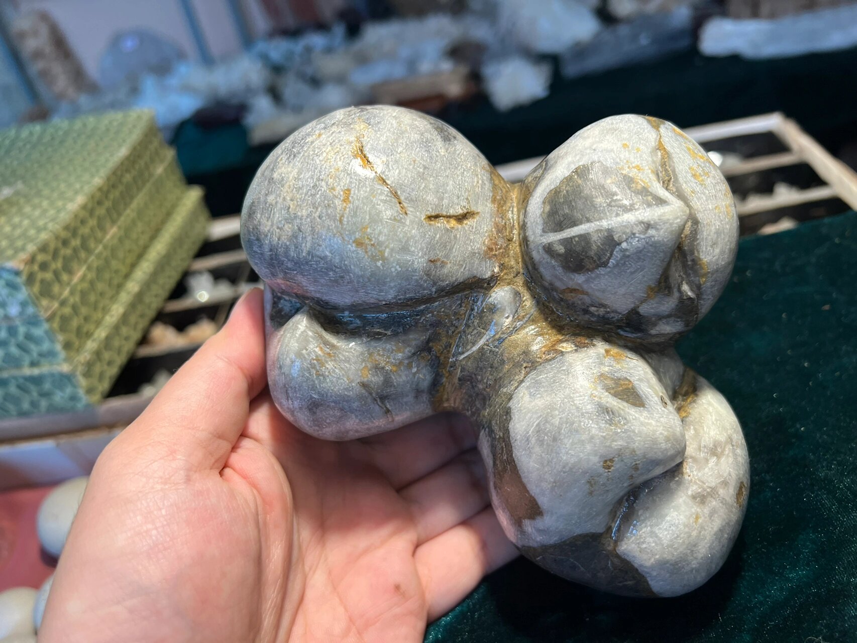 车库寻宝发现连体鴞头贝 该标本为鸮头贝的钙质化石.