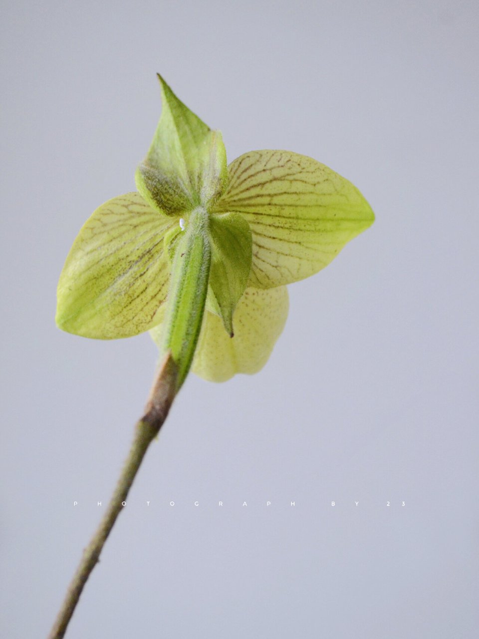 难得的带香玉拖鞋,91 91paphiopedilum malipoense麻栗坡兜兰 又