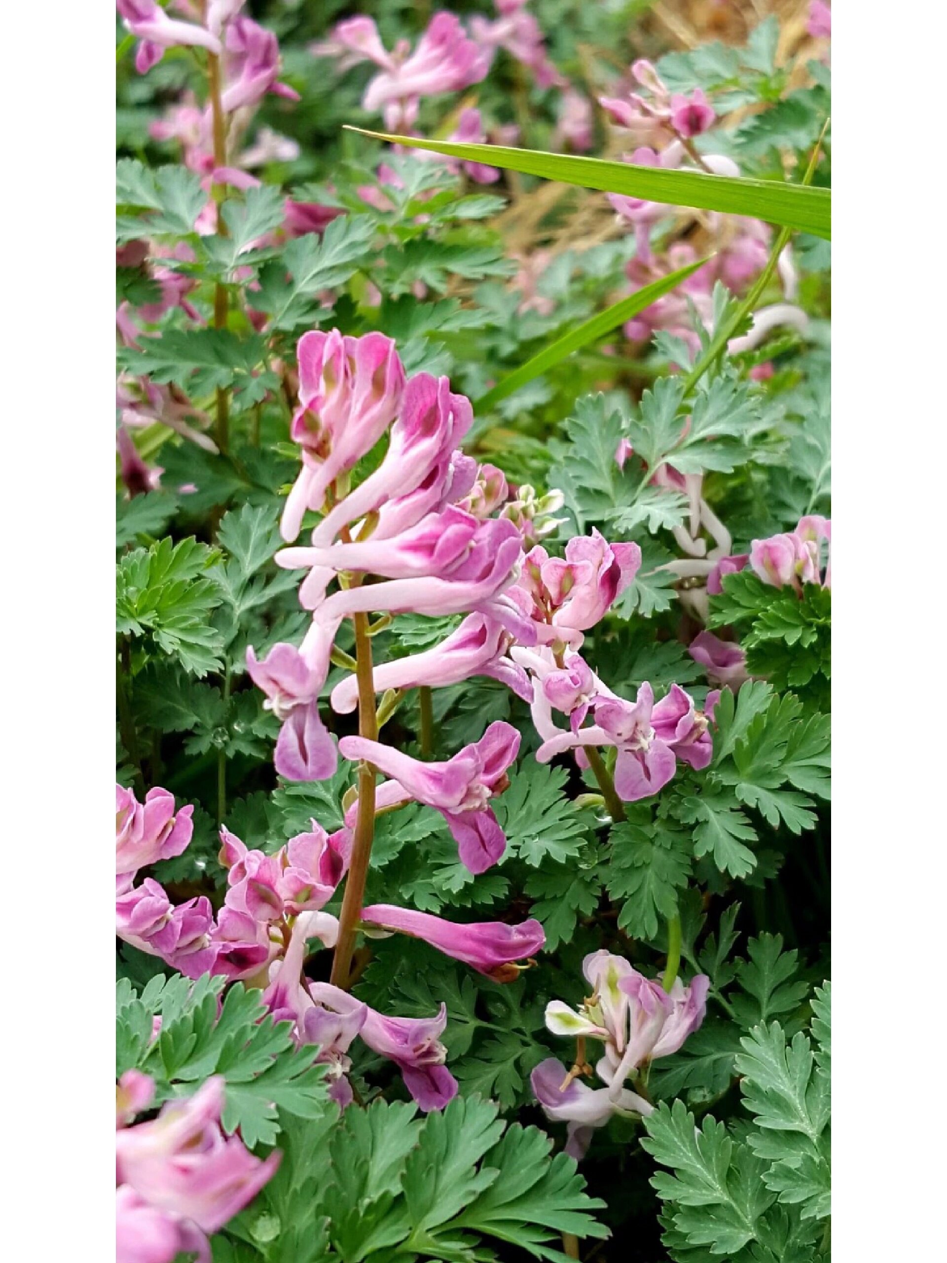 紫堇:清热解毒,止血