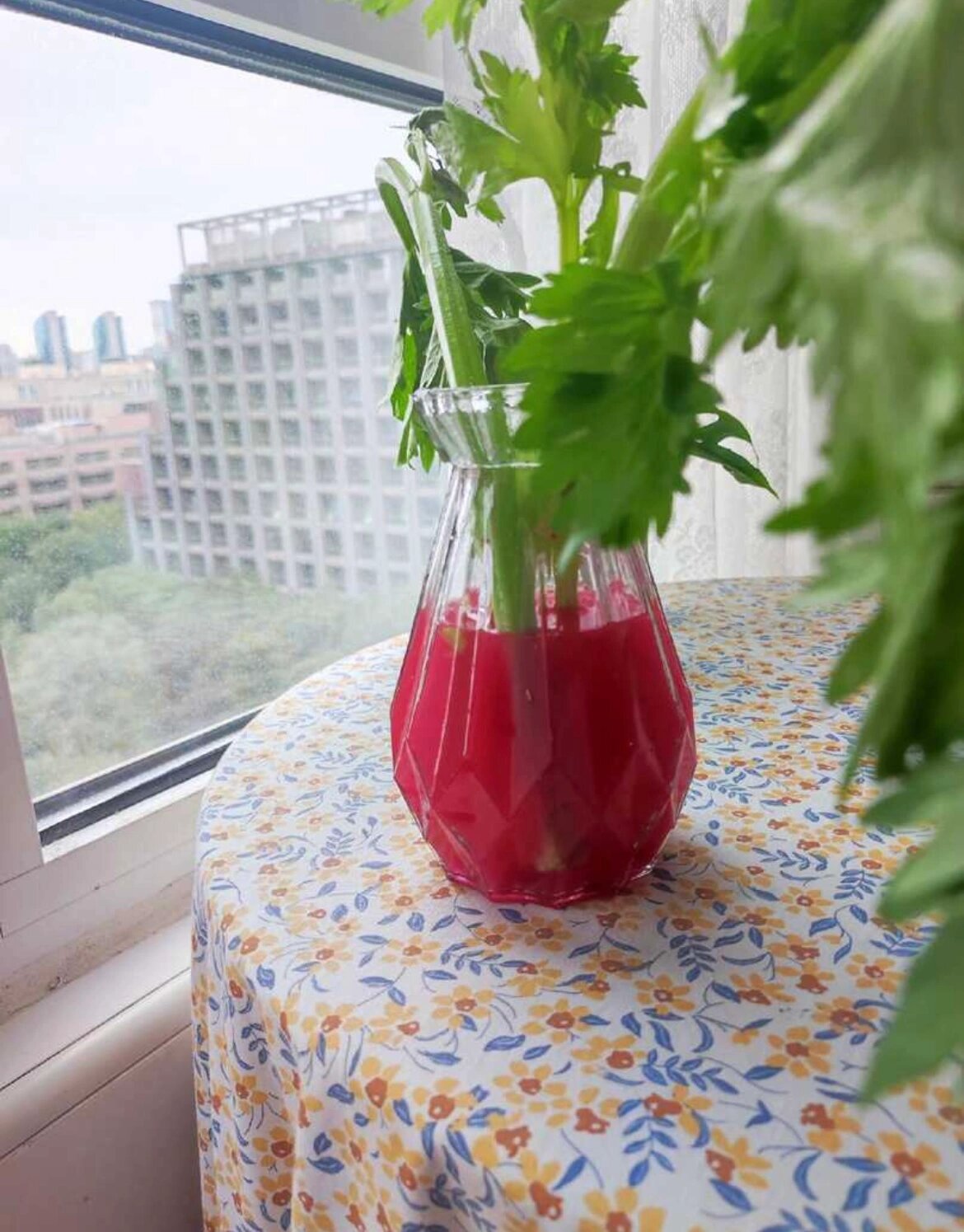 生物双减作业——观察输导组织 将白菜,芹菜等植物的茎泡在红墨水中