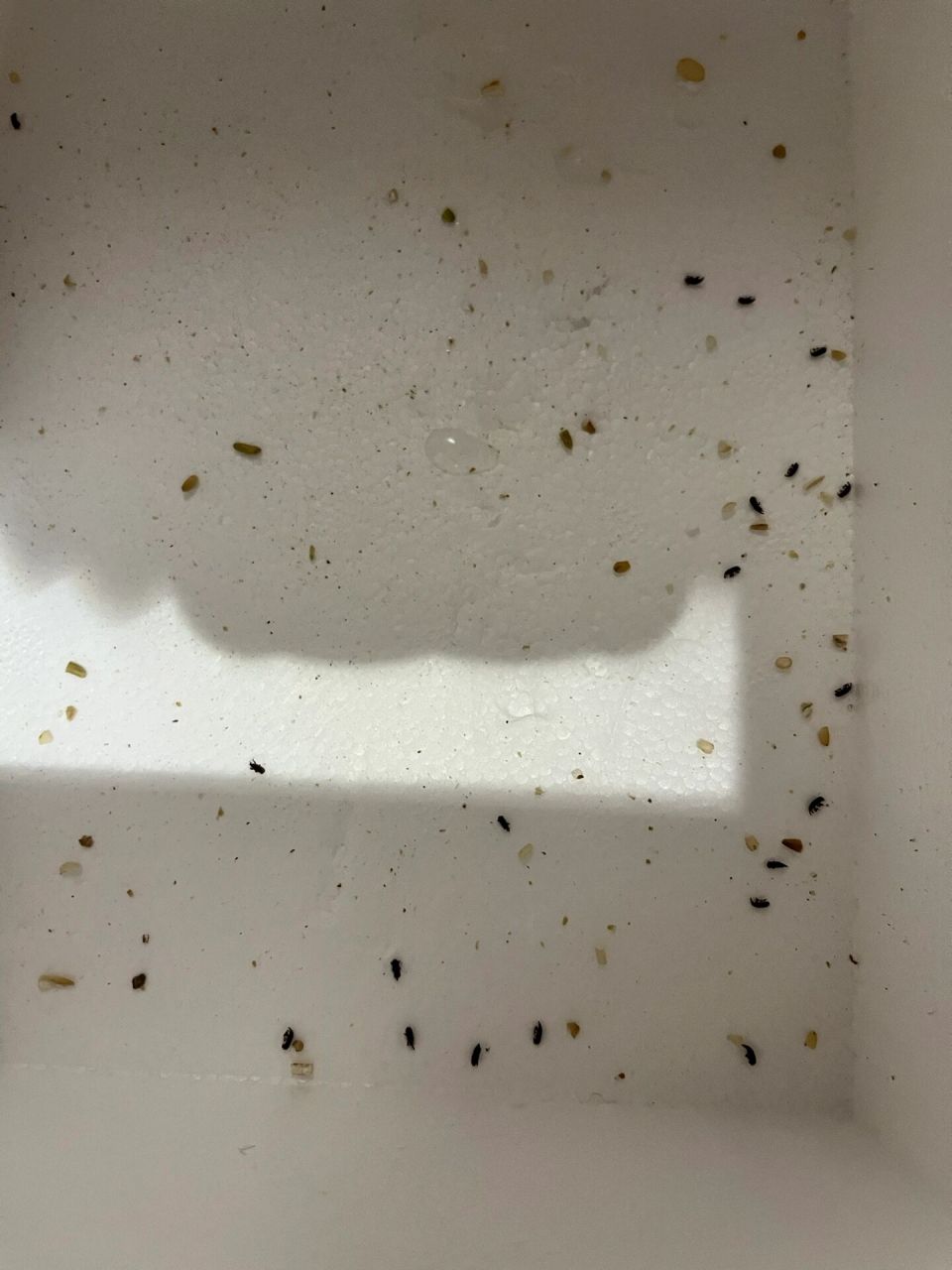 我的米又长米虫(米象)了 天气太热了,菜市场买回来的糙米有天突然就又