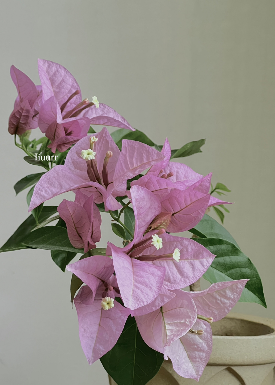 越开越大的新加坡宫粉 花朵是真的大,没有之一 比粉天使还要大一圈