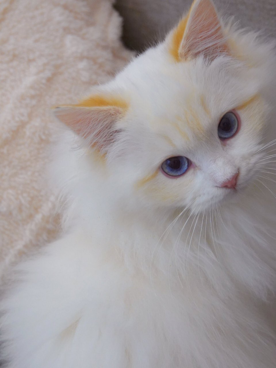 橘色眼线 | 火焰色布偶猫 有眼线就是不一样