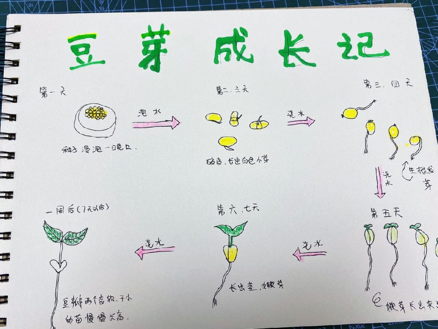 黄豆芽成长记录手绘简笔画    1.
