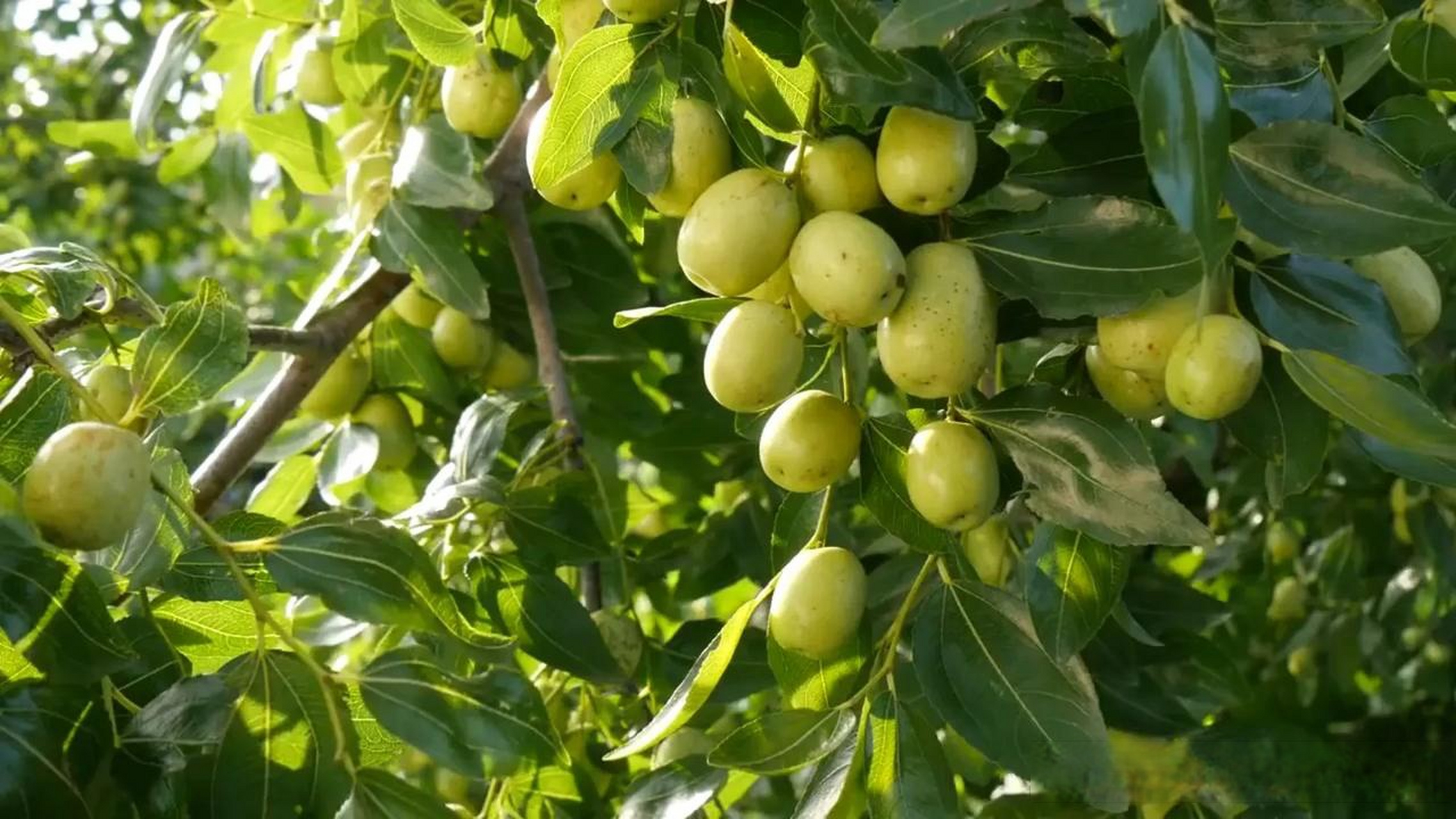 选择合适的种子或苗木:选择优质的种子或苗木是种植青枣的第一步.