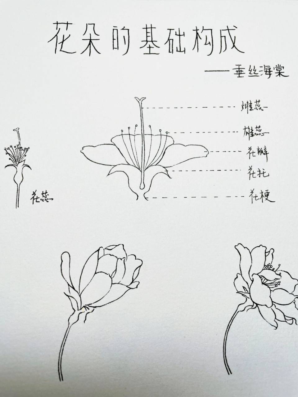 【花卉基础篇·花朵7·垂丝海棠】附画法 鼎怪兽:不同角度的单花朵