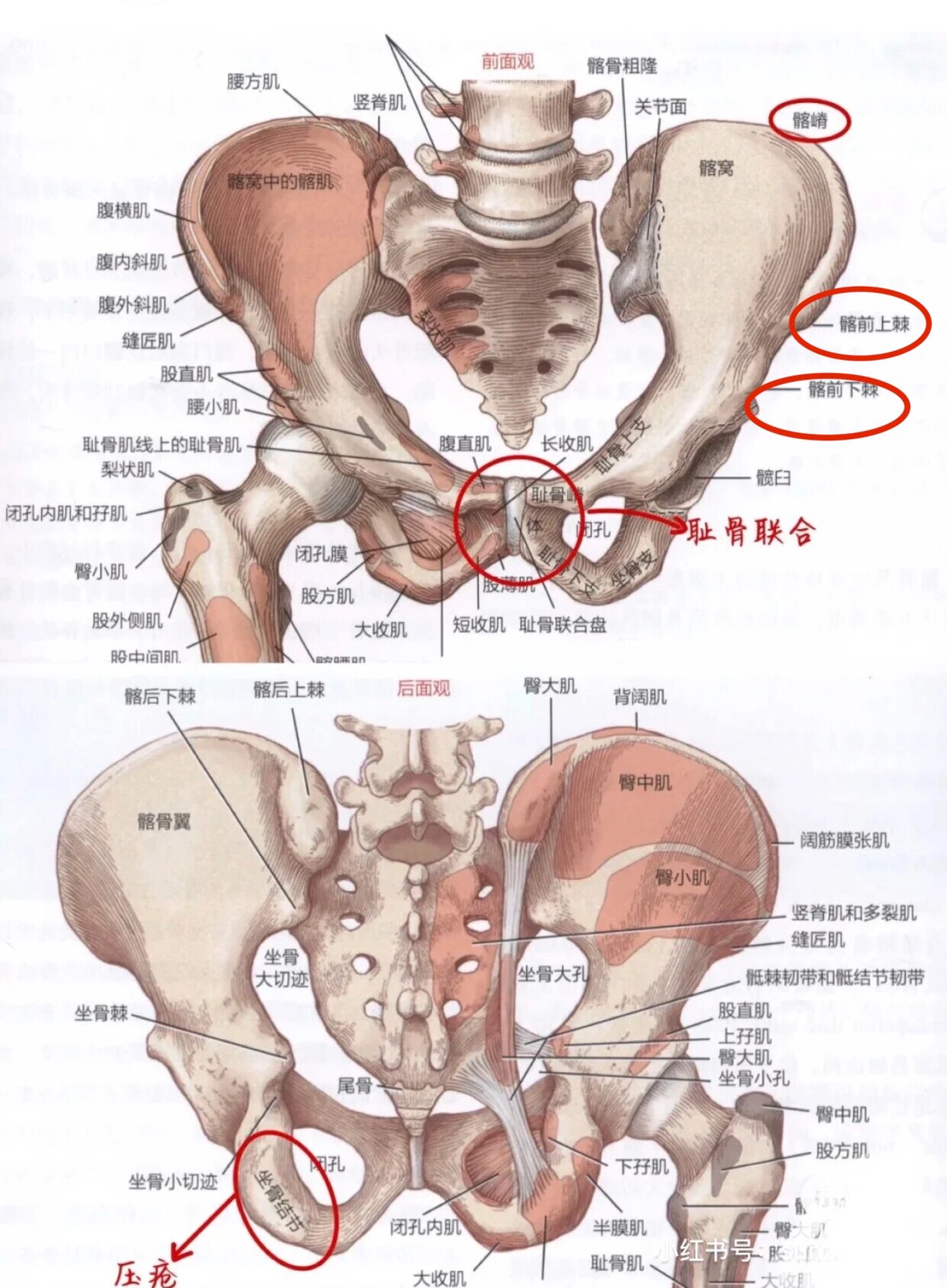 骨性标志乳突图片