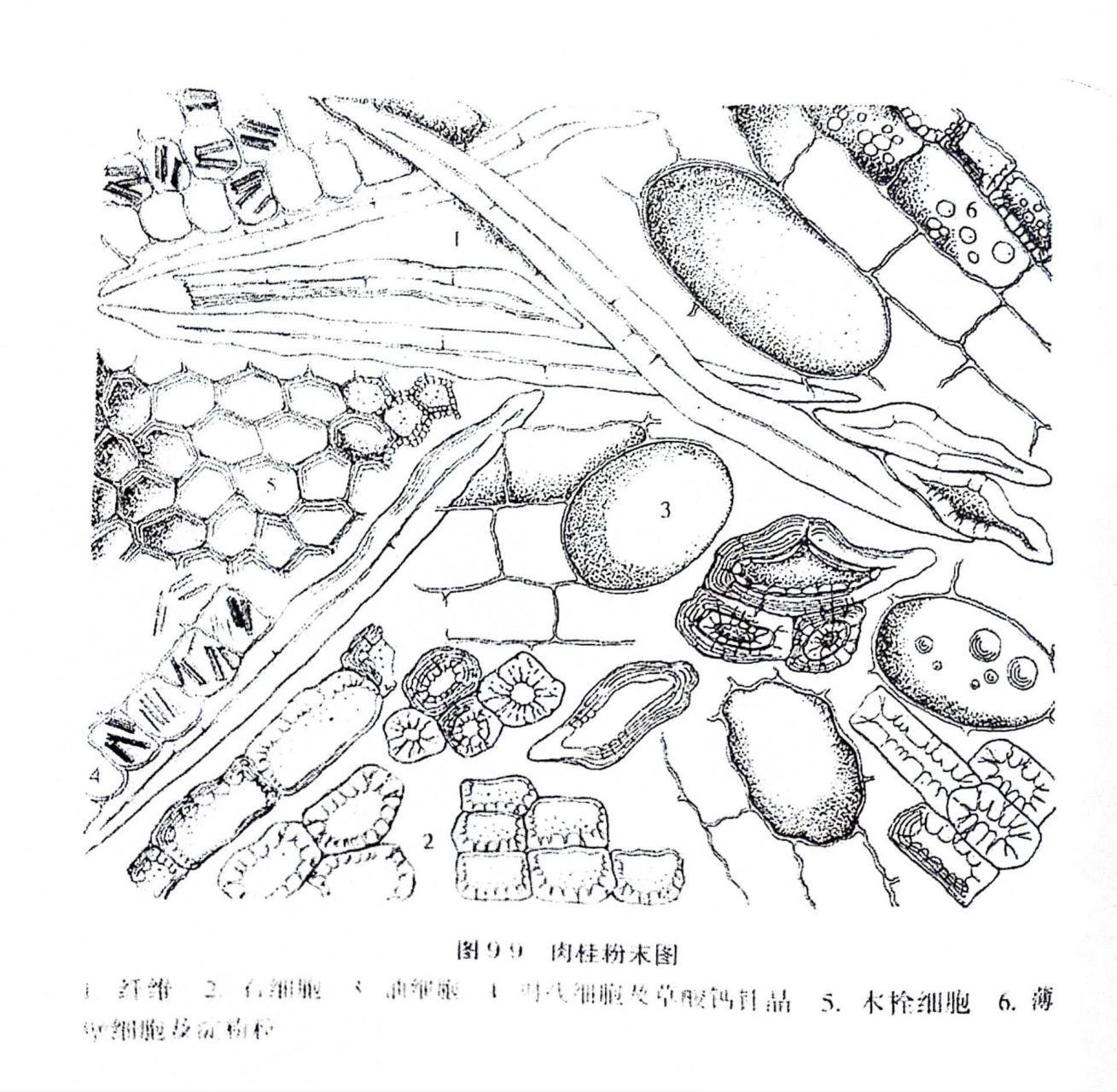 厚壁细胞手绘图图片