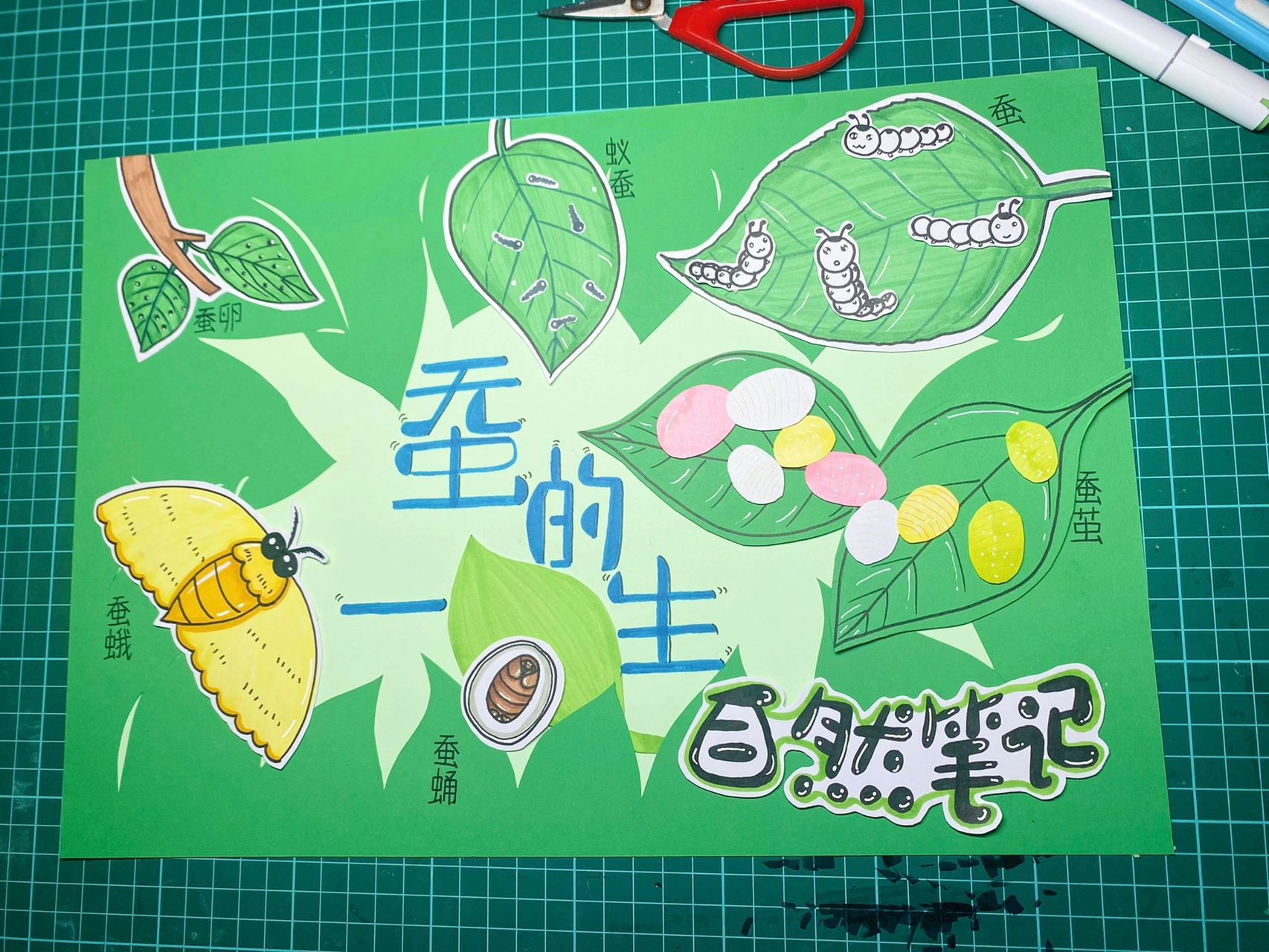 自然笔记(原创)蚕的一生   彩色卡纸剪贴绘画