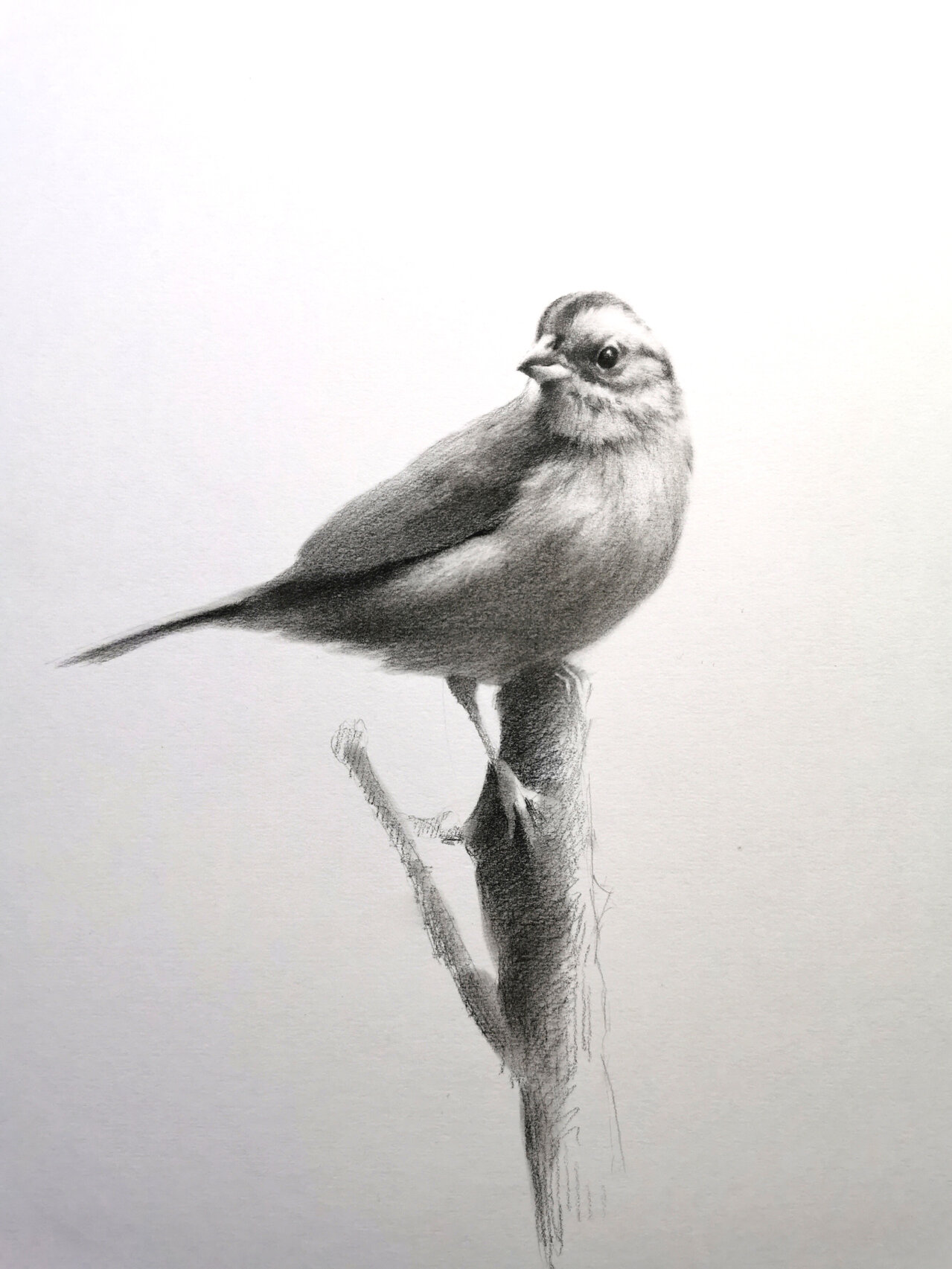 素描动物～ 鸟类🐦