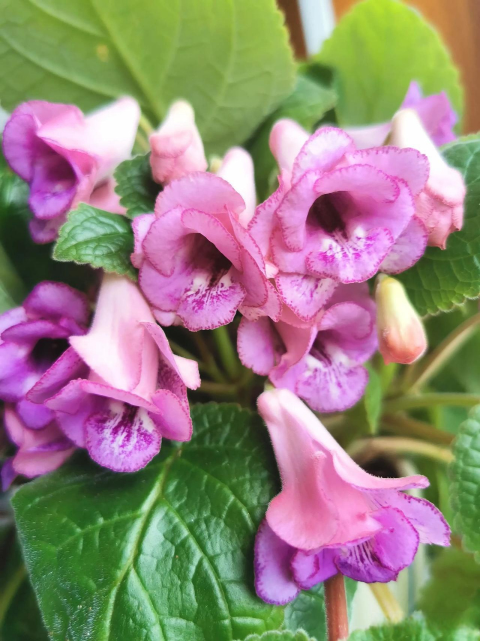 常见的几种苦苣苔科花卉,它们比较耐荫,个子小,比较适合封闭阳台,占地